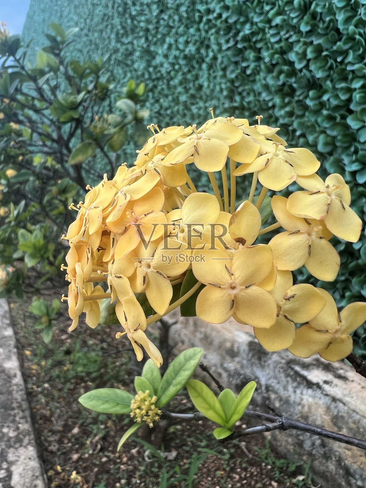 黄色的花照片摄影图片