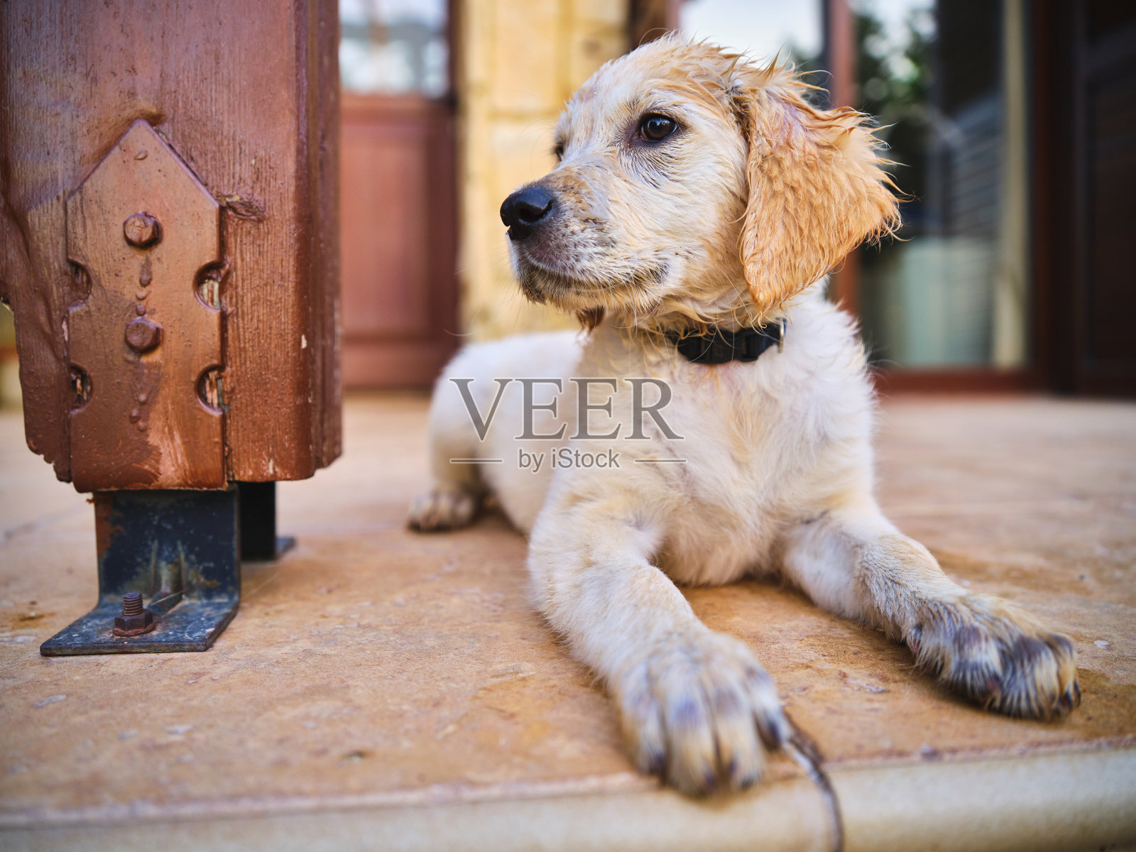 湿的金毛猎犬躺在地上照片摄影图片