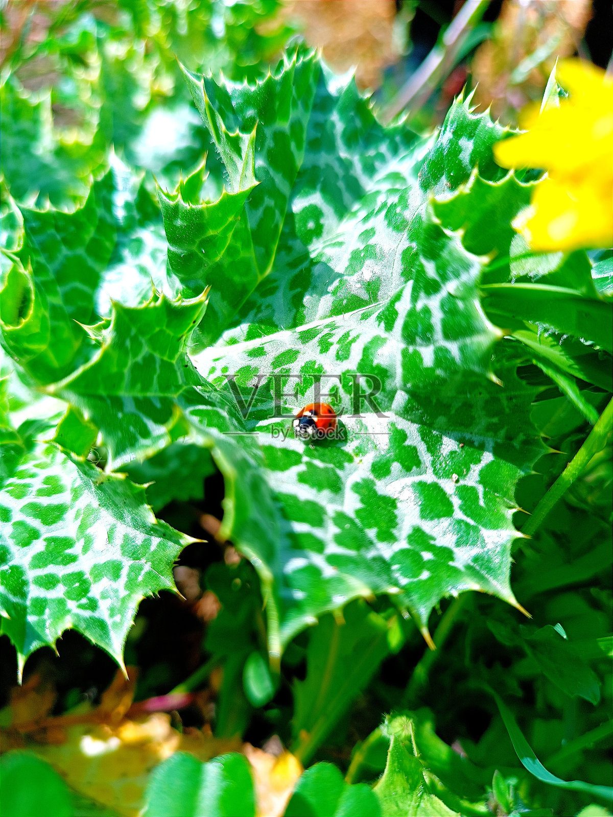 错误,瓢虫照片摄影图片