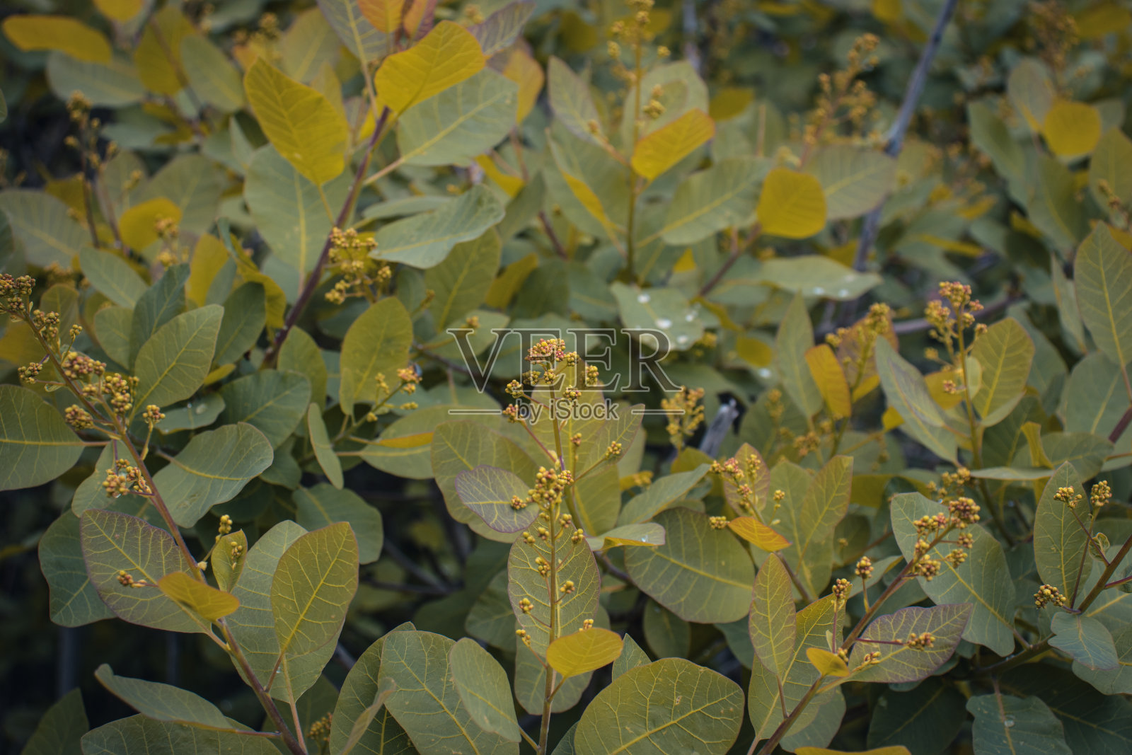 接近春天的小树枝在雨天气概念照片。照片摄影图片