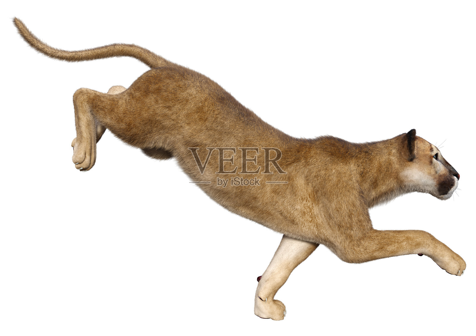 3D渲染大猫美洲狮在白色照片摄影图片