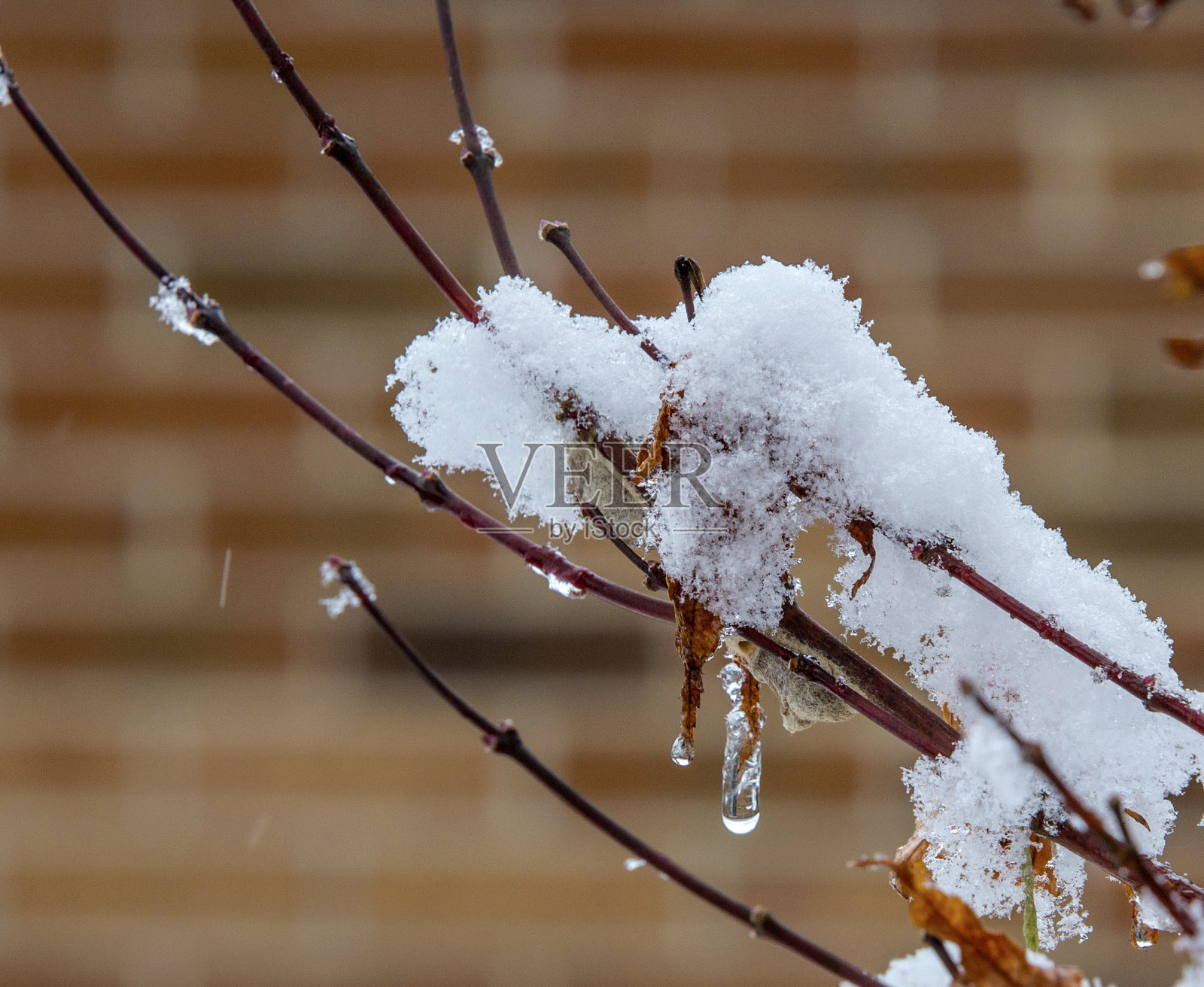 雪在树枝上形成冰柱照片摄影图片