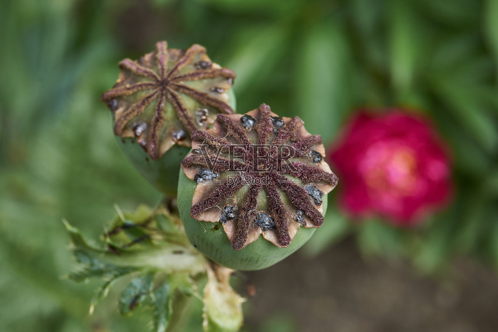 花园里的装饰性罂粟花(拉丁语Papaver)已经凋谢了。照片摄影图片