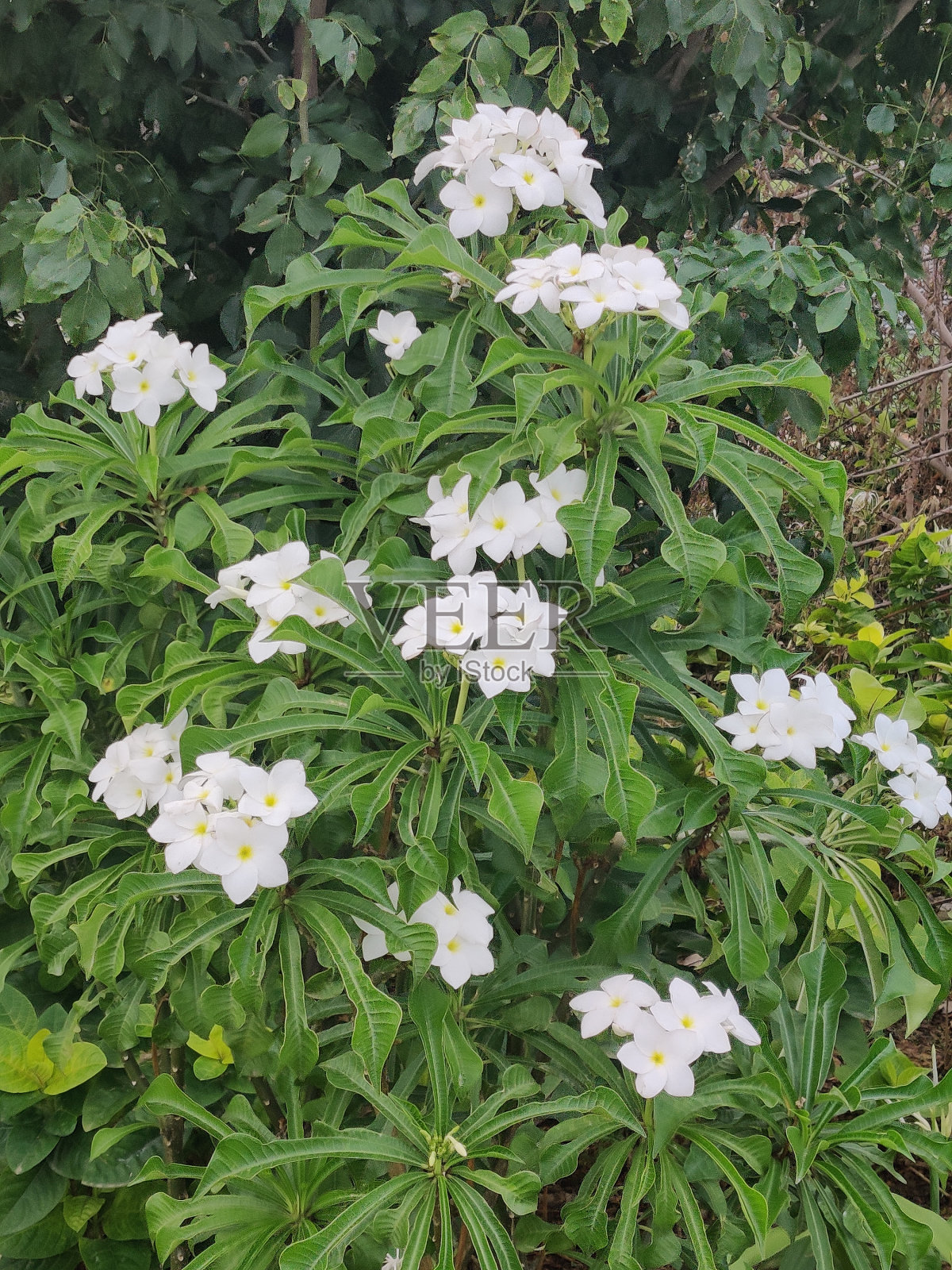 野花白照片摄影图片