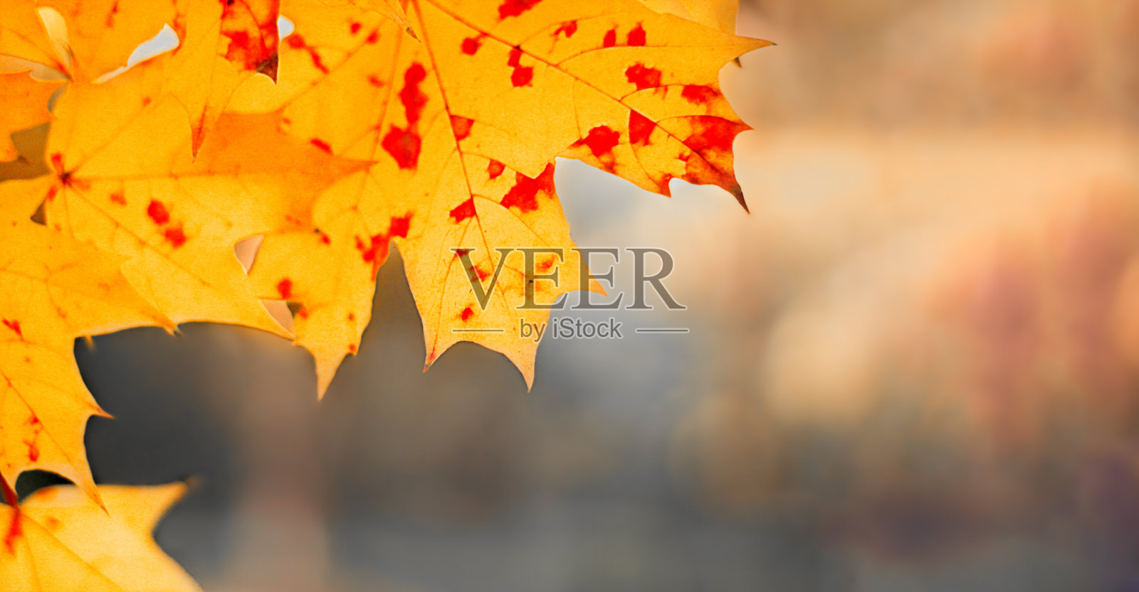 橙色的枫叶在模糊的背景上。特写镜头。秋天的壁纸。本空间照片摄影图片