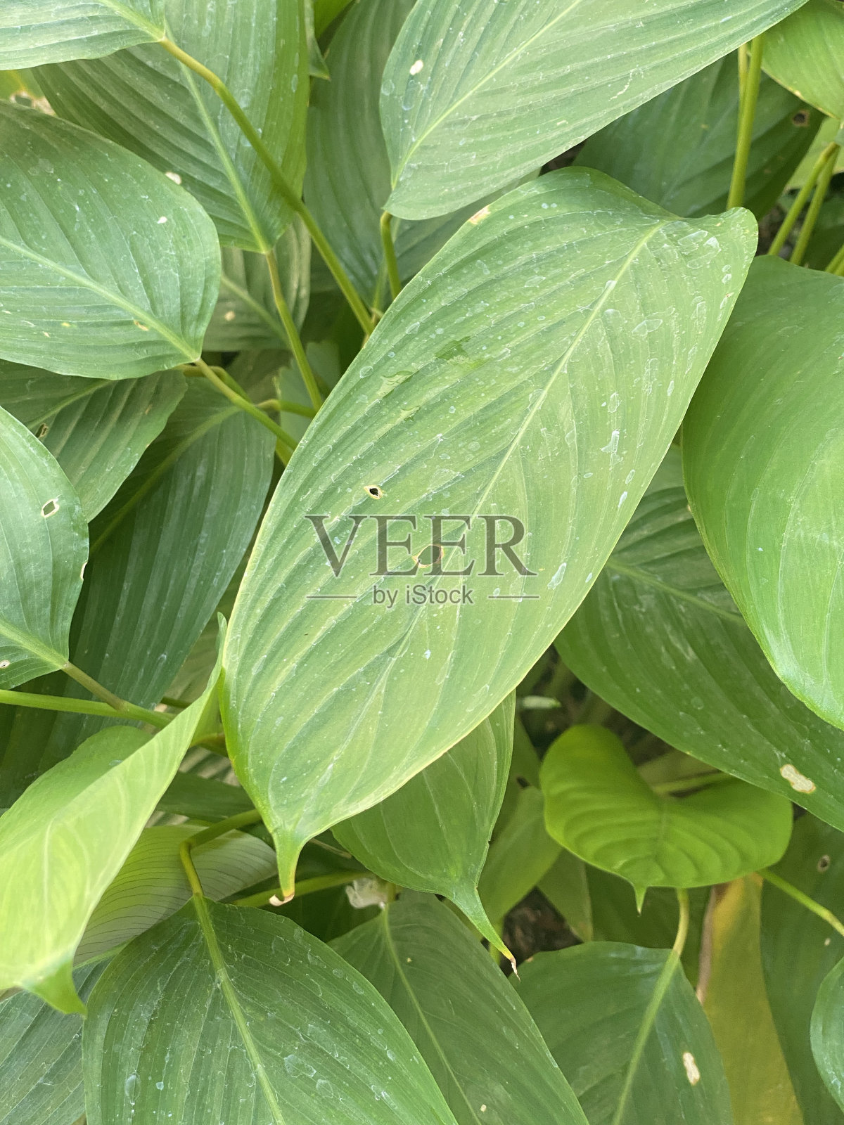 姜黄叶照片摄影图片