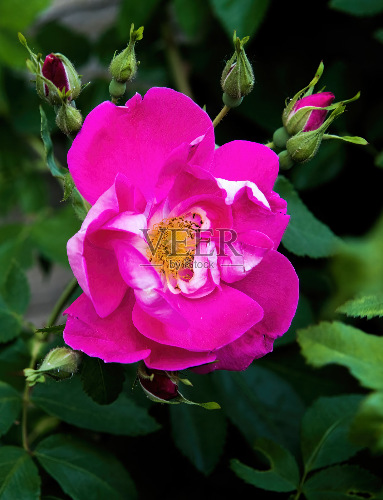 玫瑰照片摄影图片