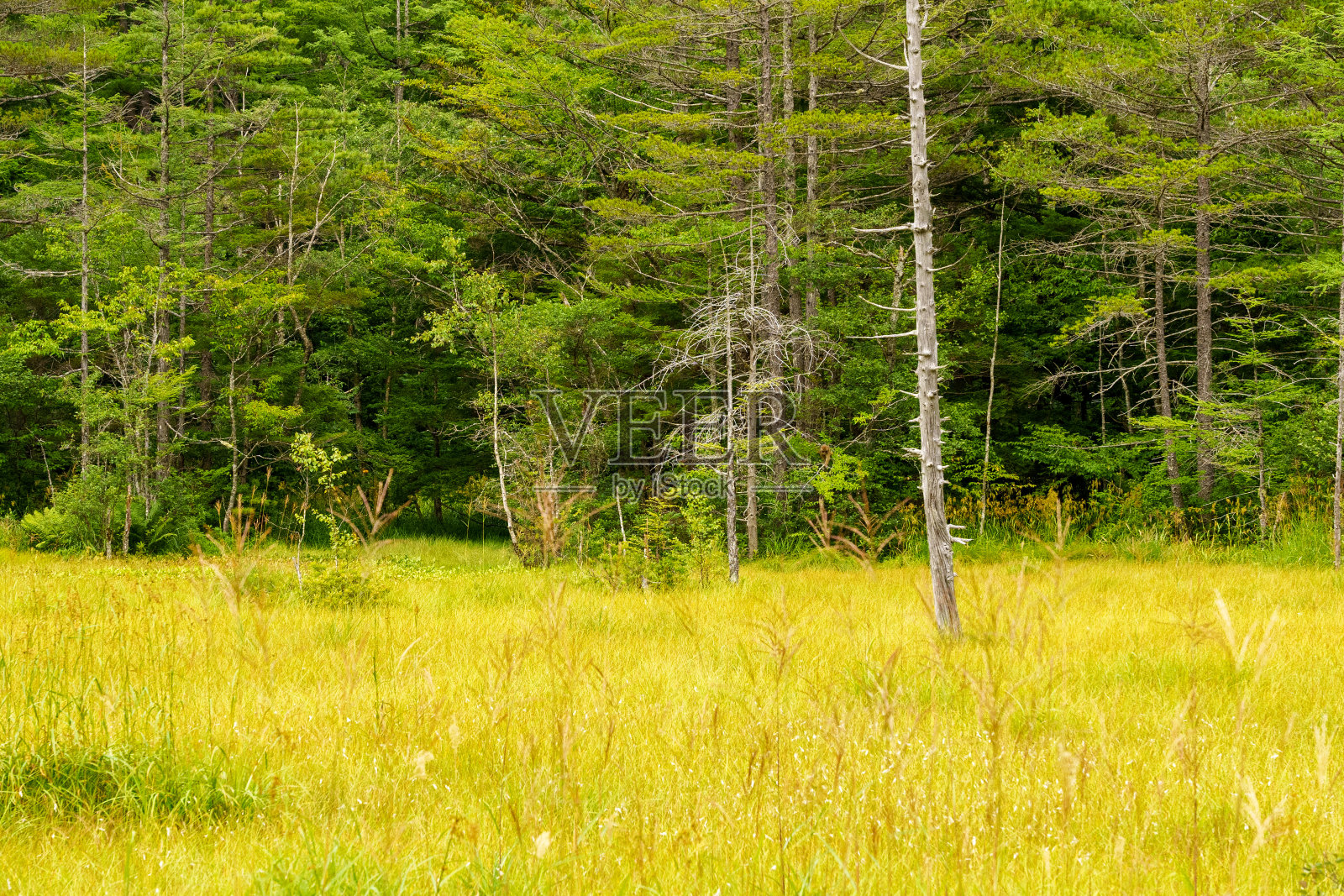 日本上高内国家公园的田野和森林照片摄影图片