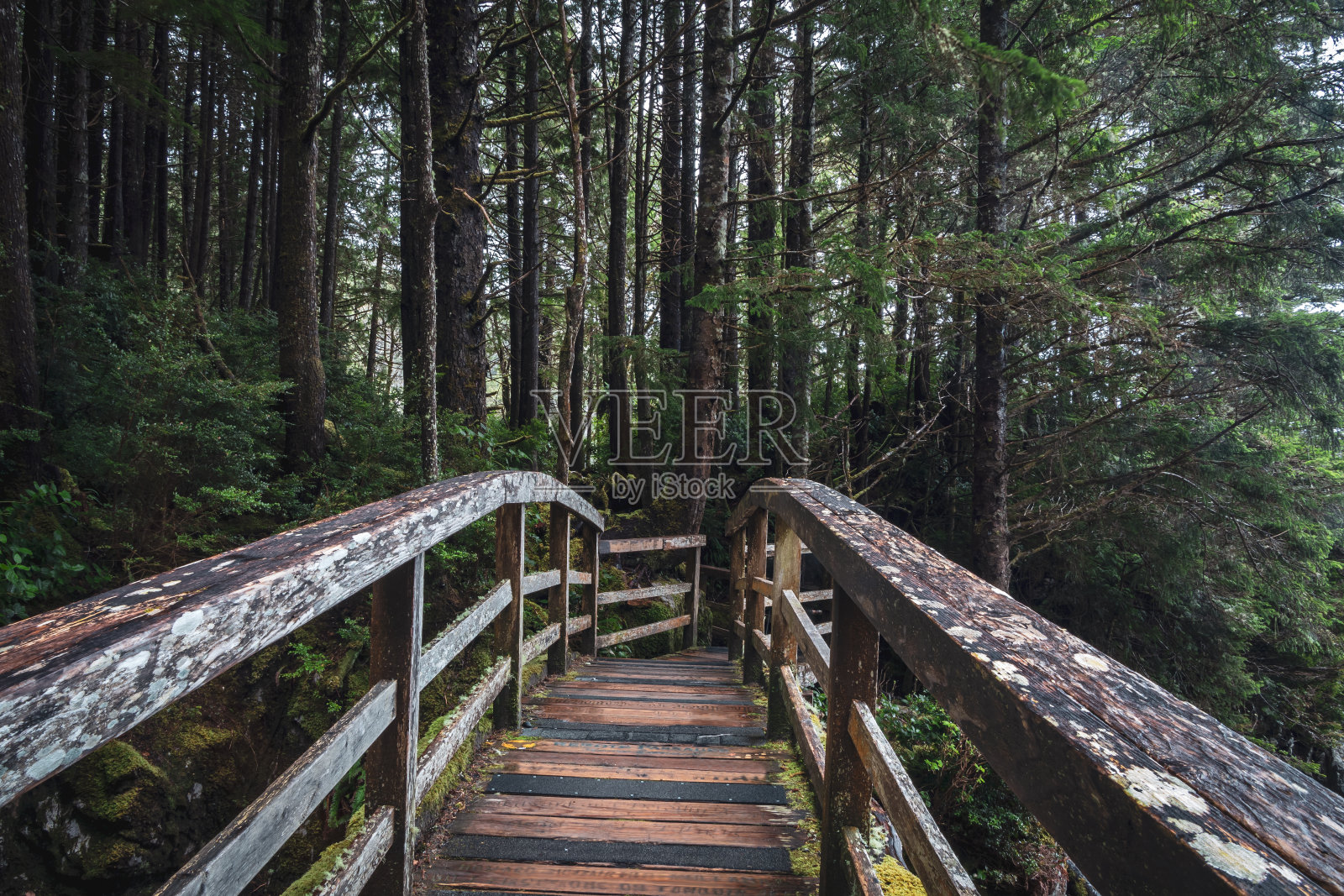 托菲诺,不列颠哥伦比亚省,托昆海滩林地小径照片摄影图片