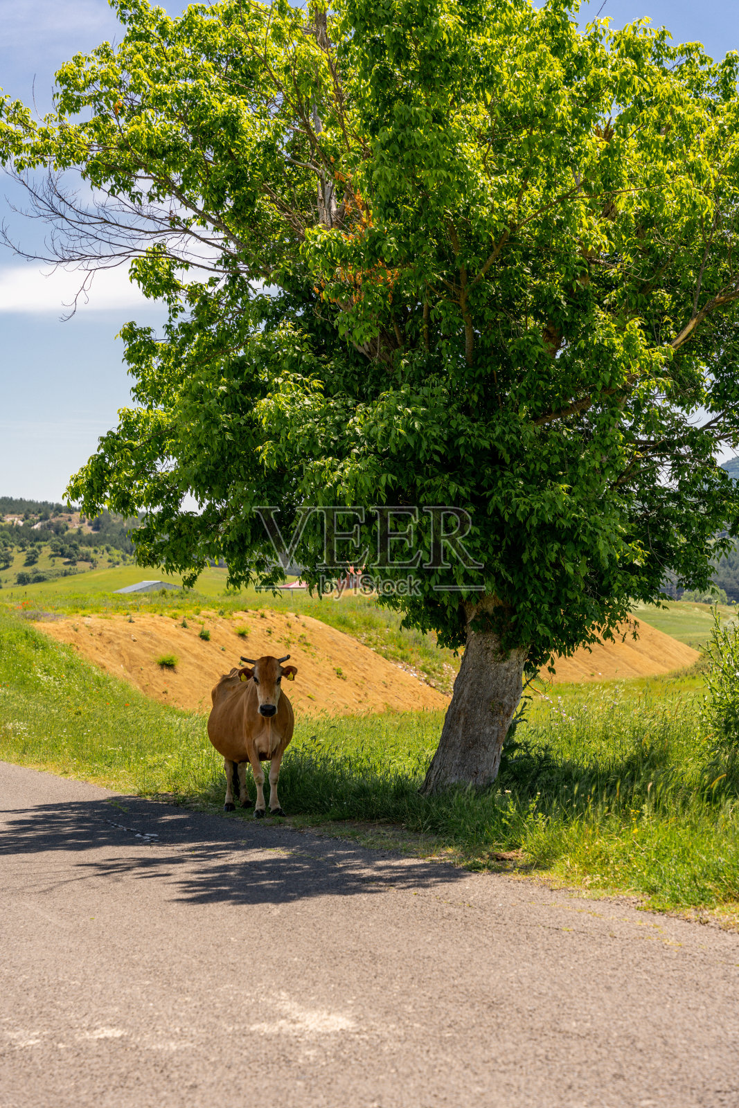 奶牛在树下等着照片摄影图片