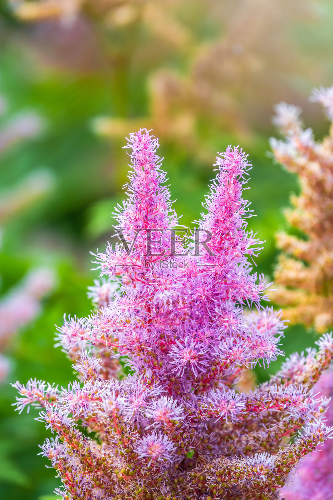 黄芪,黄芪,园中粉红色花照片摄影图片