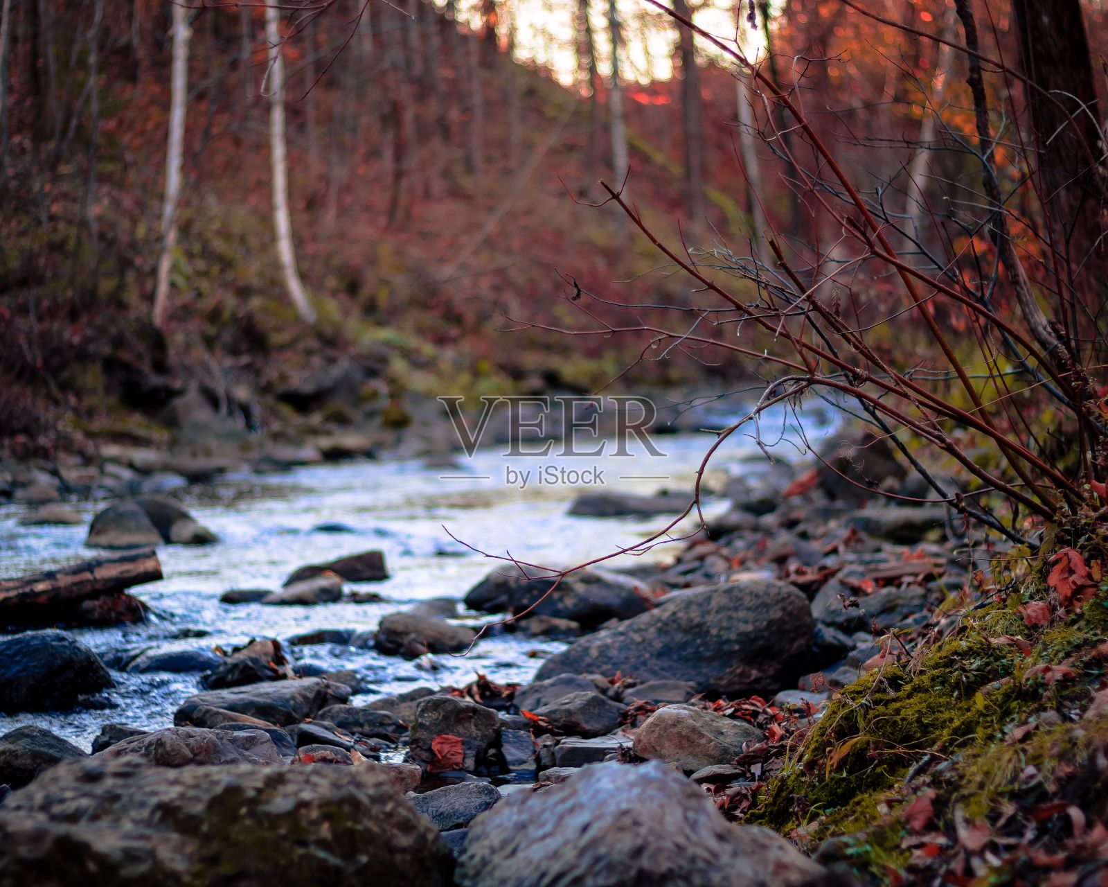 小溪在树林里的岩石间流淌,河水从岩石上流过照片摄影图片