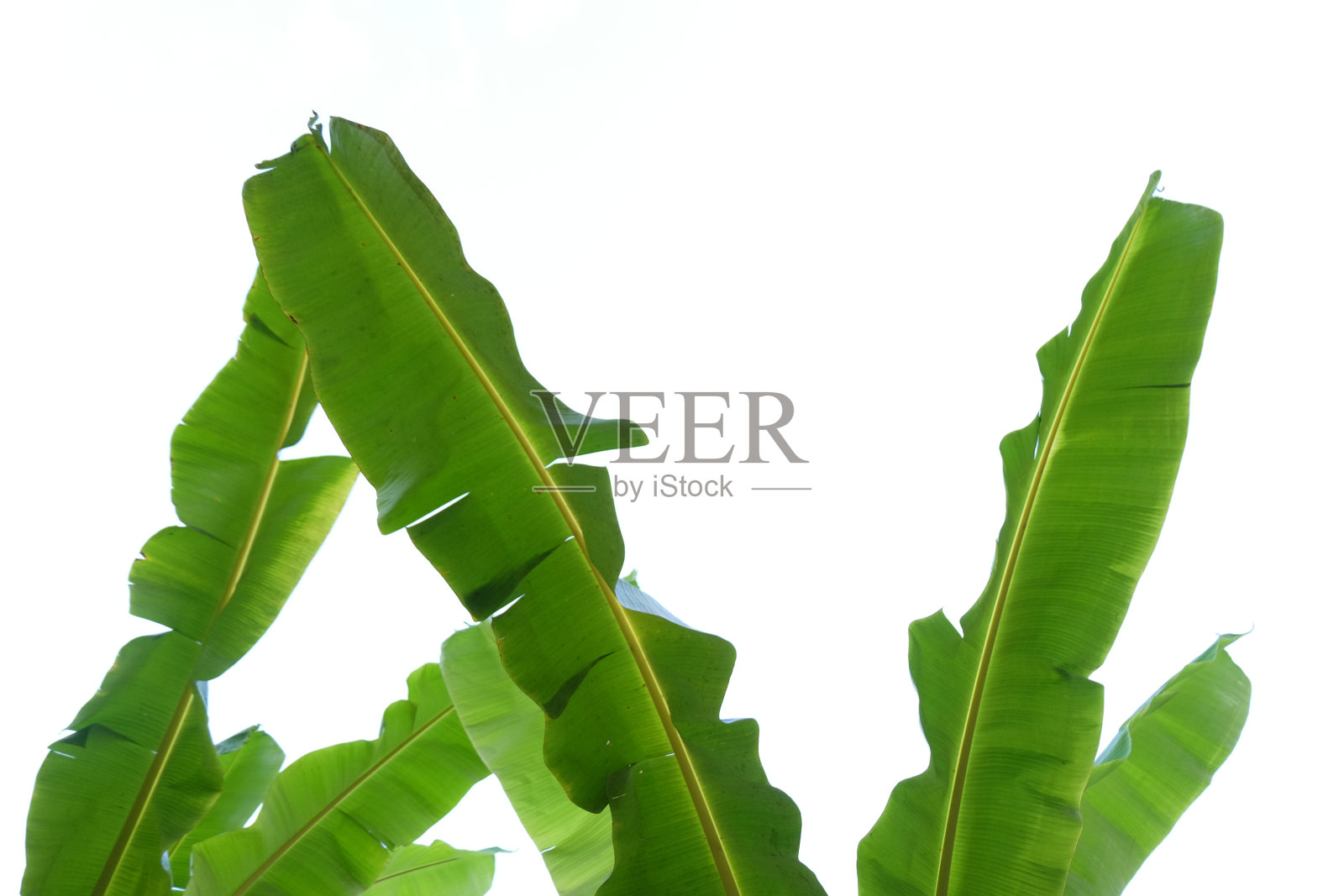 白色背景上的香蕉叶照片摄影图片