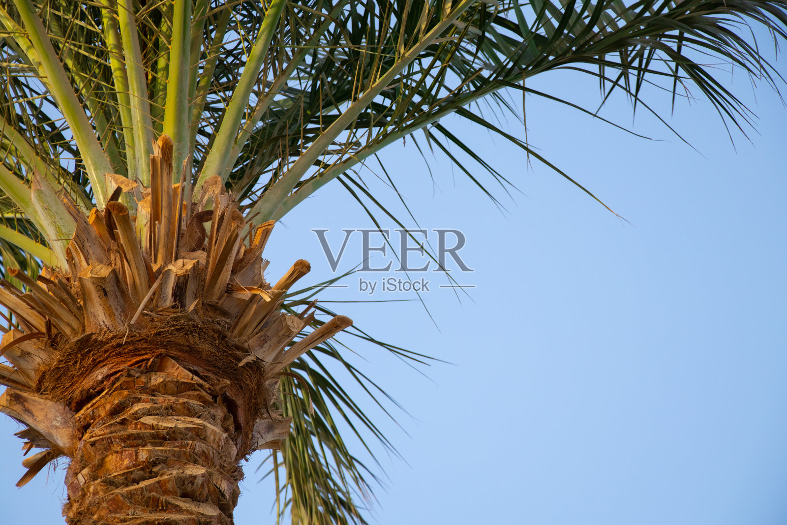 埃及晴朗天气下的蓝天棕榈树照片摄影图片