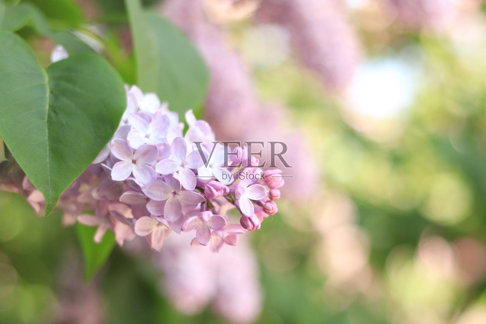 丁香花的特写图片照片摄影图片