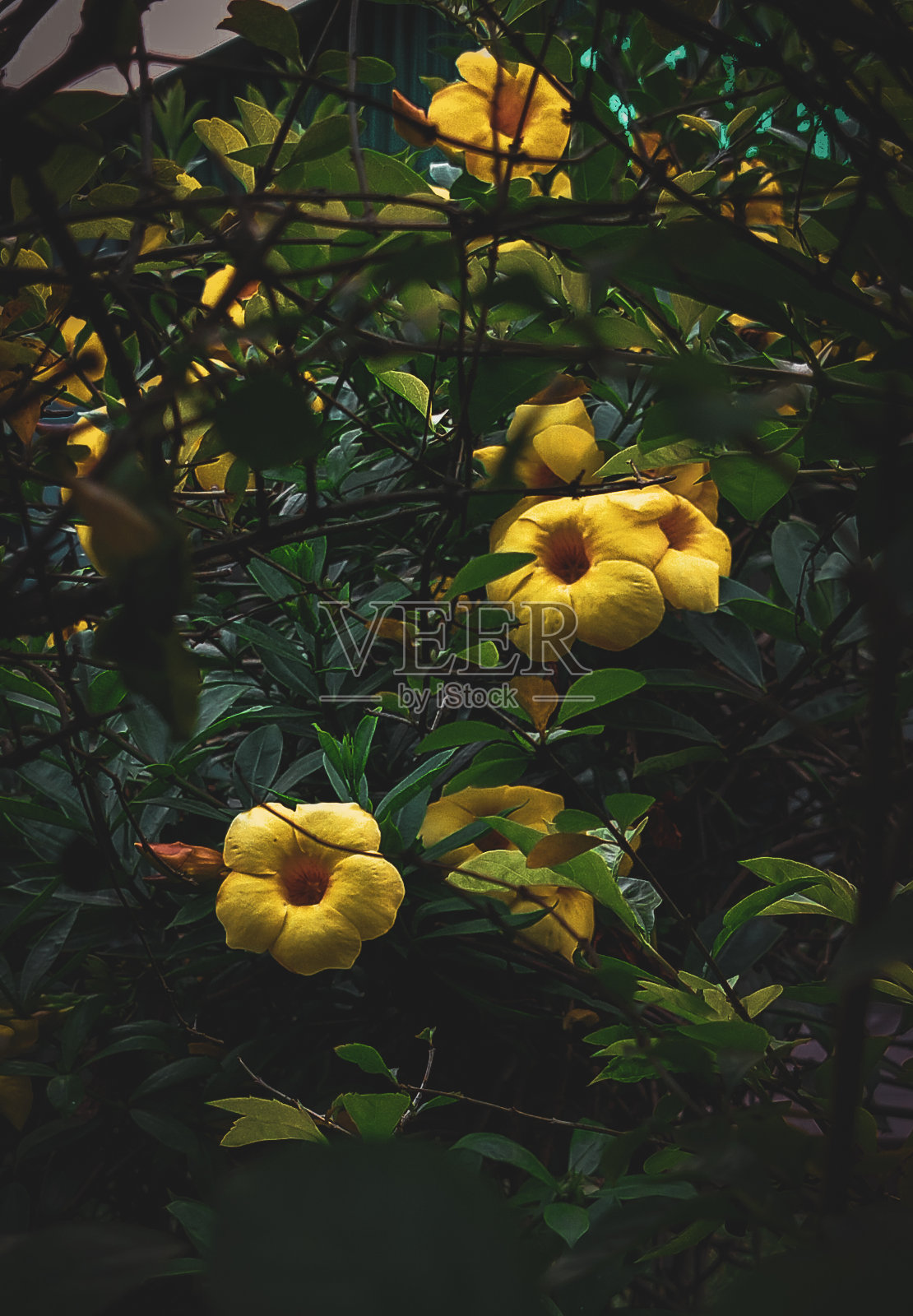 黄蔓cathartica。照片摄影图片