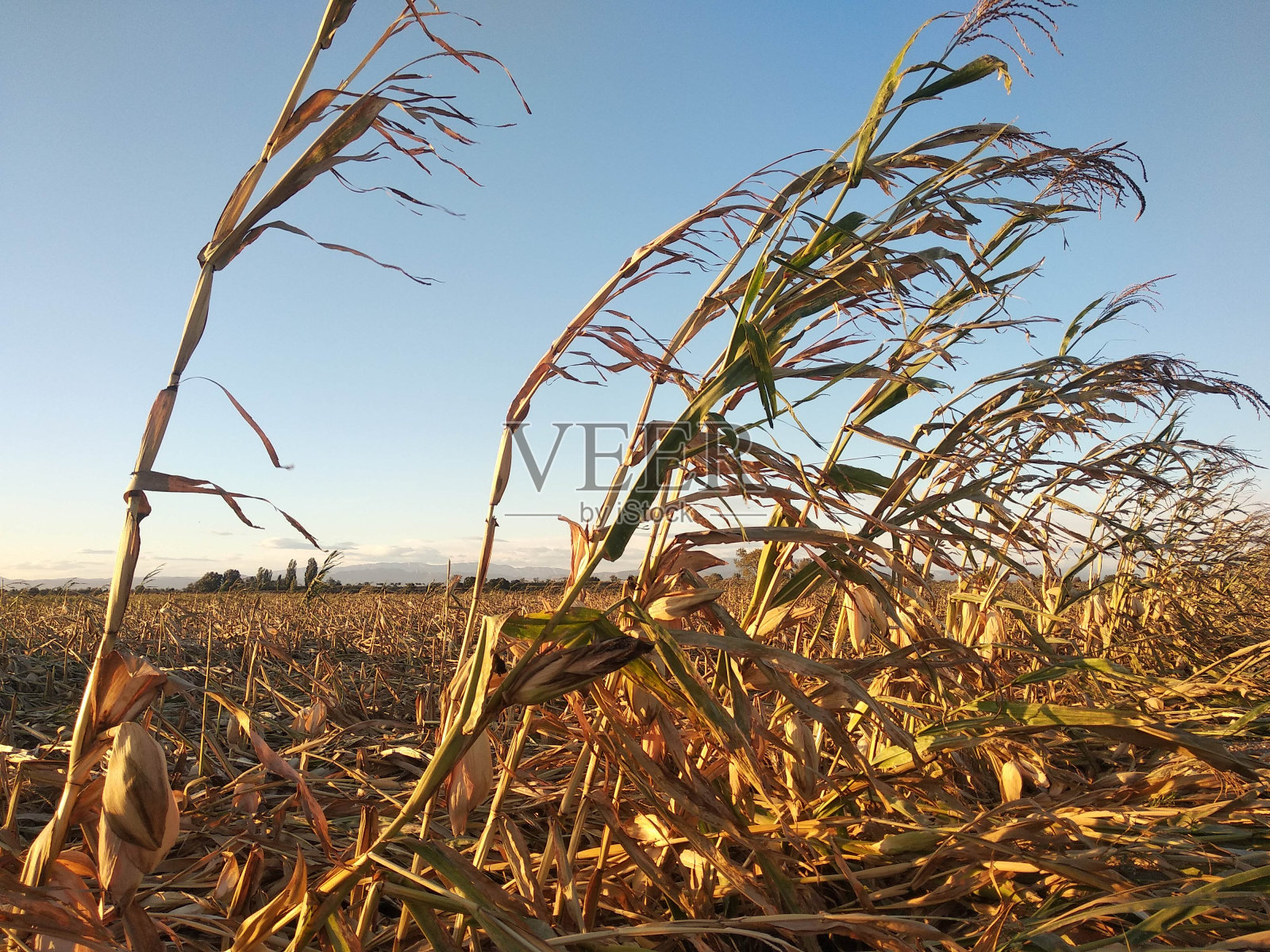 烈日下的玉米地里极度干旱。有一根绿色的玉米茎。照片摄影图片