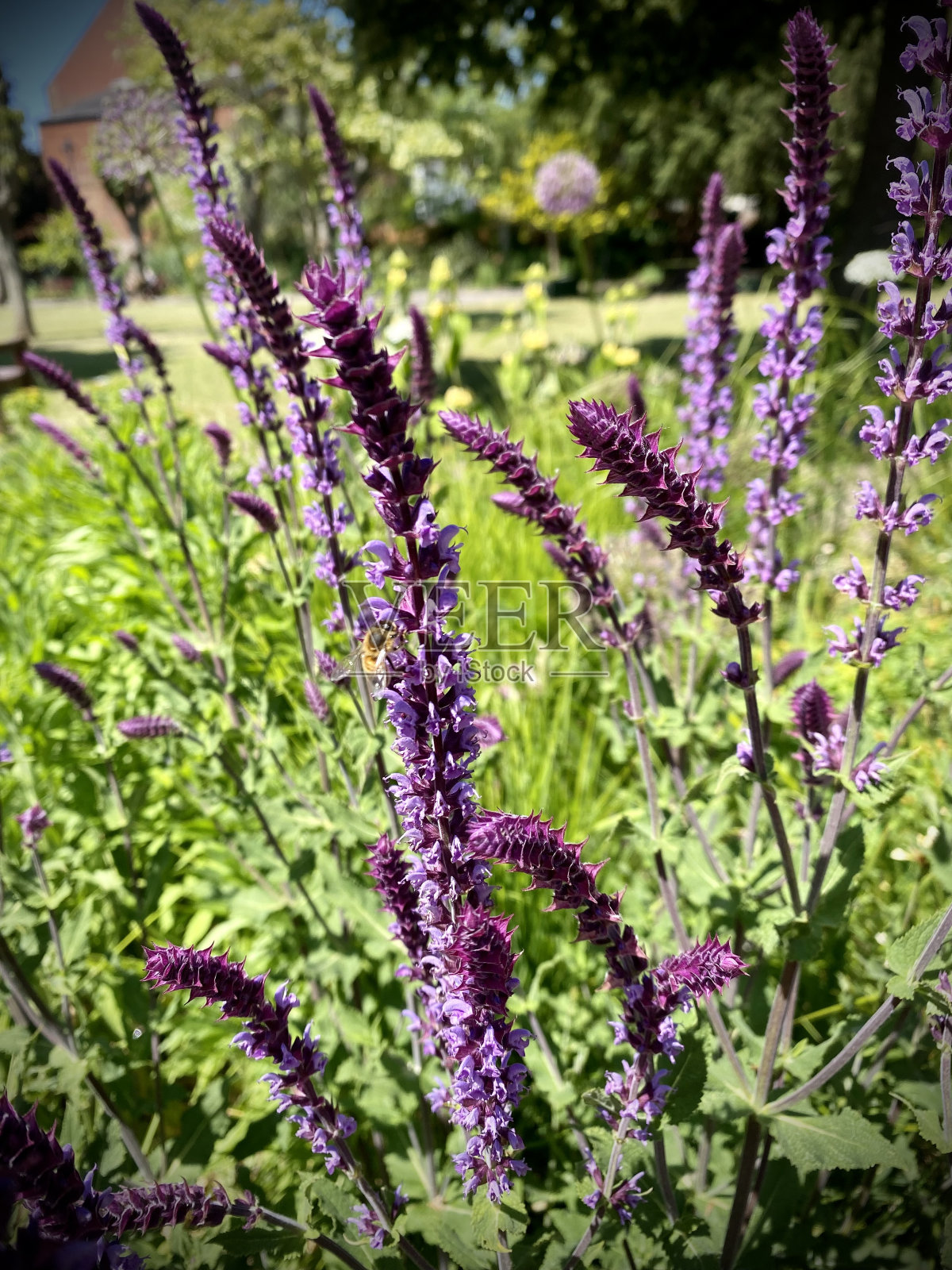 鼠尾草,林地鼠尾草,花与蜜蜂授粉/喂养。春夏艳阳。关闭了。照片摄影图片