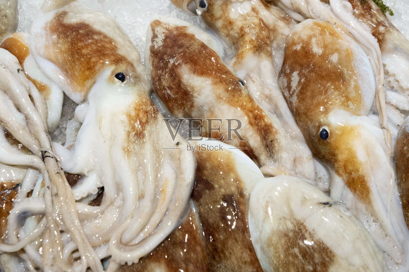 新鲜的鱼照片摄影图片