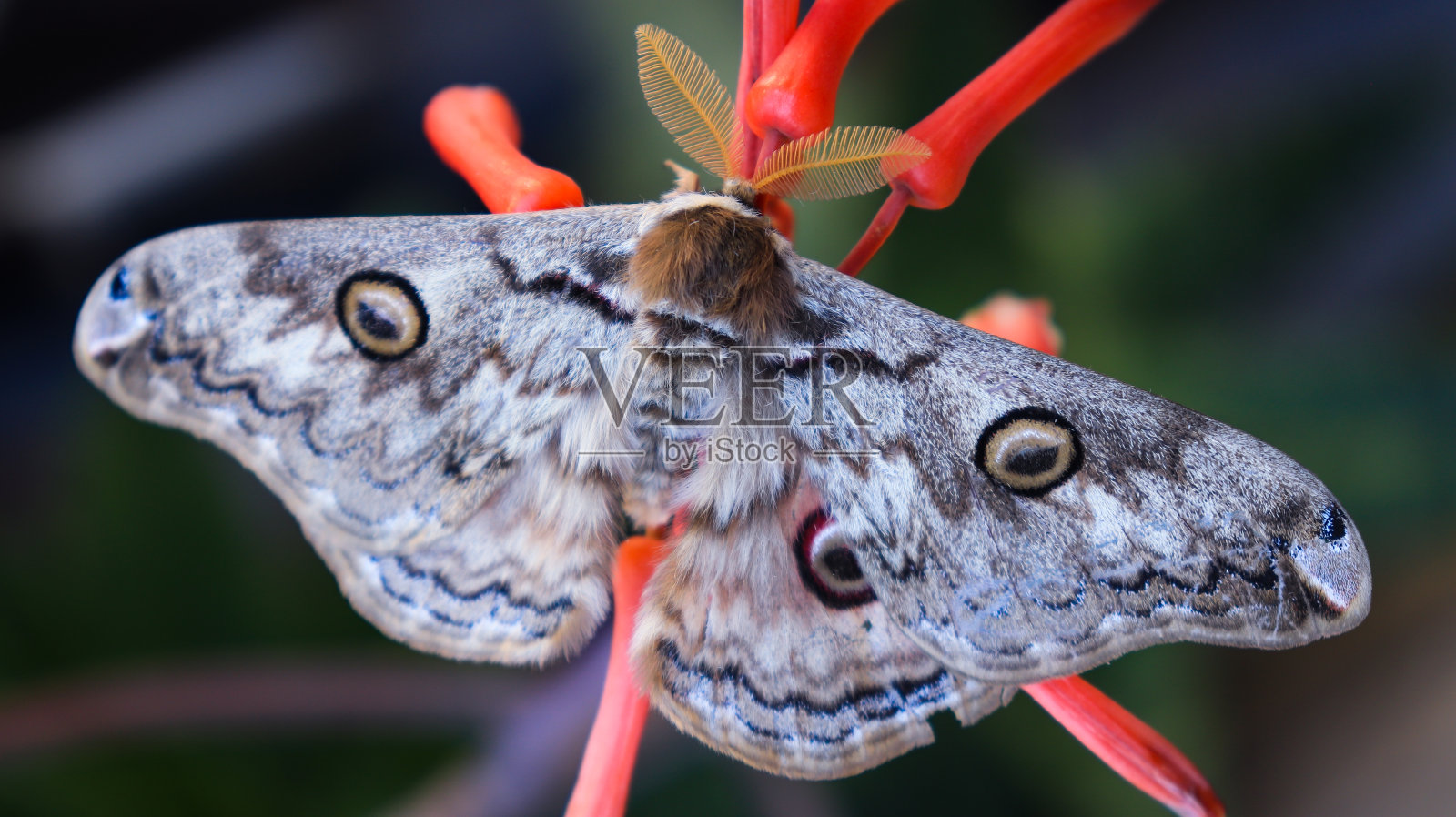美丽蝴蝶的特写照片摄影图片
