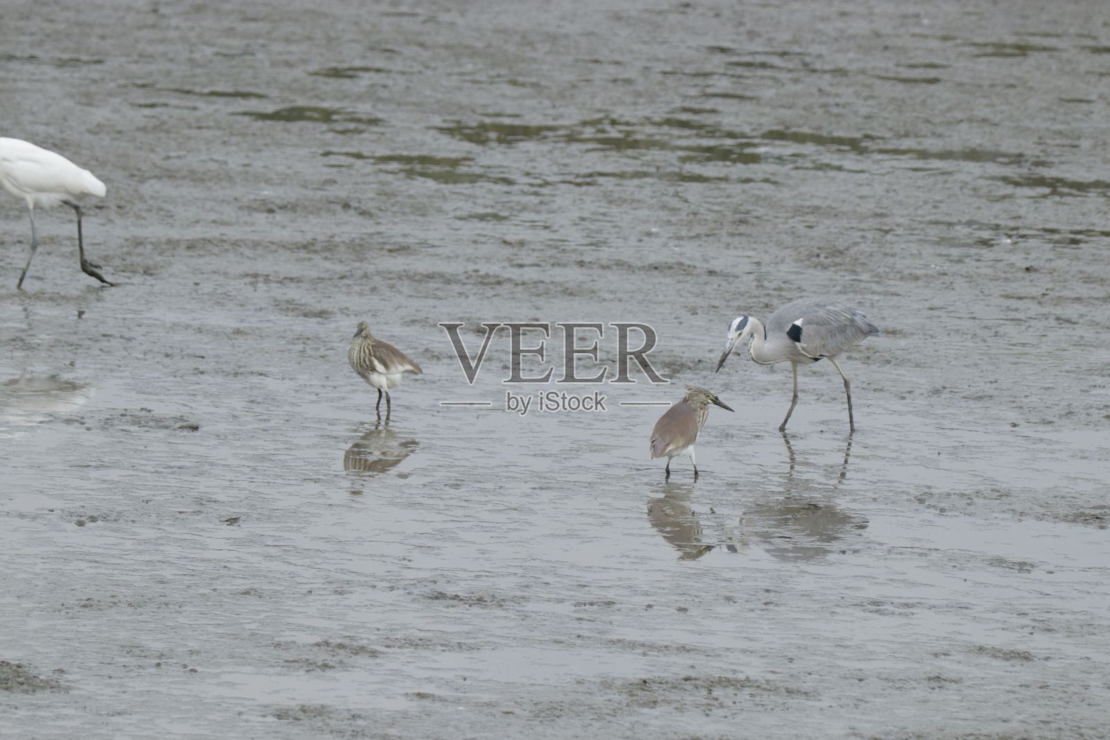 浅水区的一群涉禽。照片摄影图片