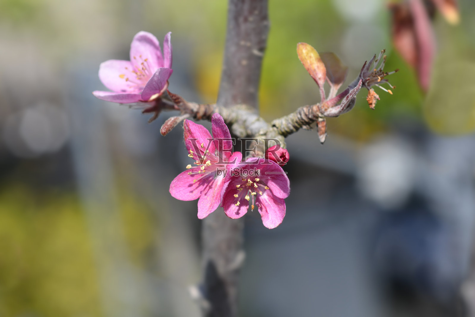 苹果树照片摄影图片