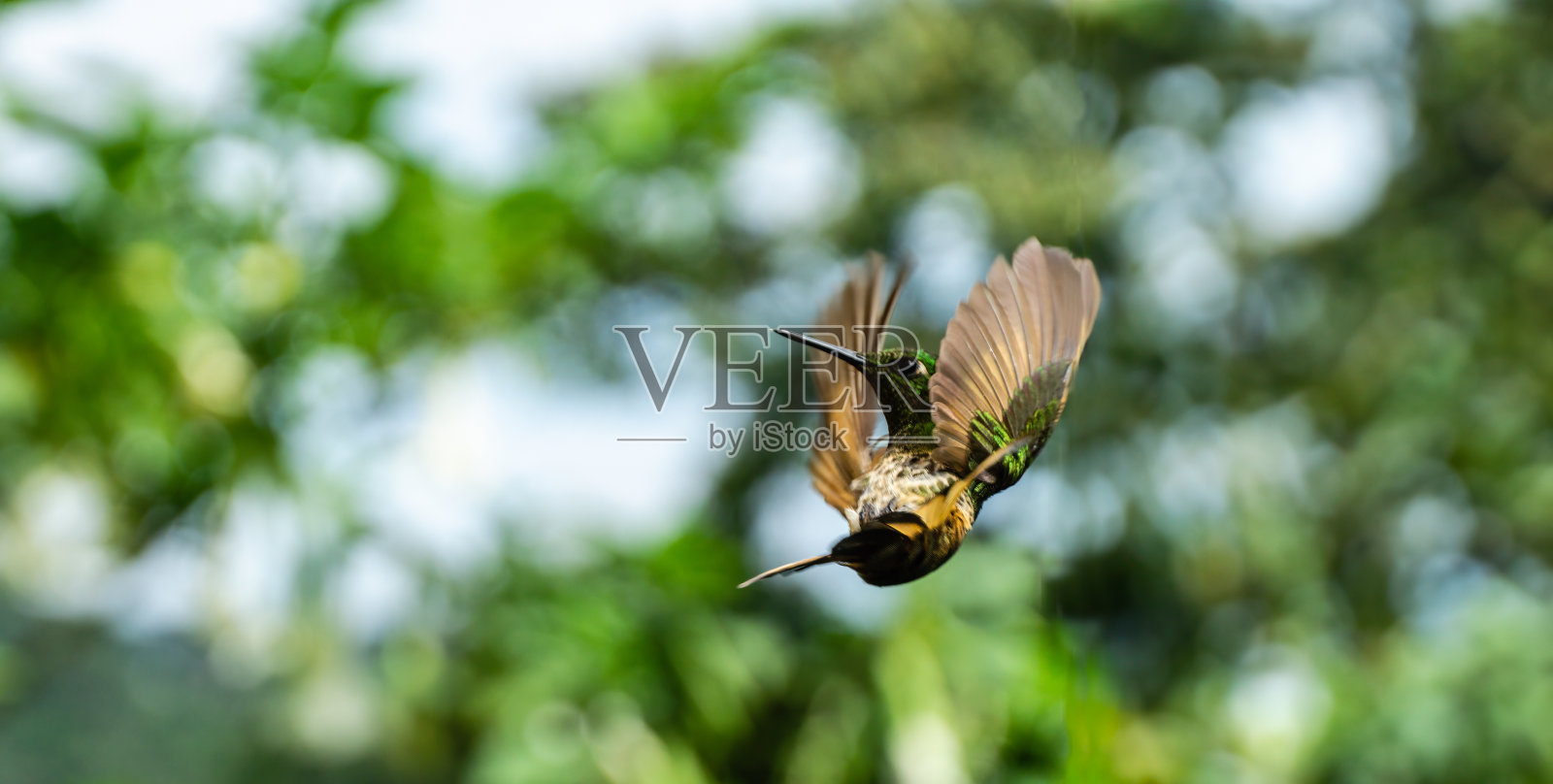 飞行中的蜂鸟,厄瓜多尔照片摄影图片