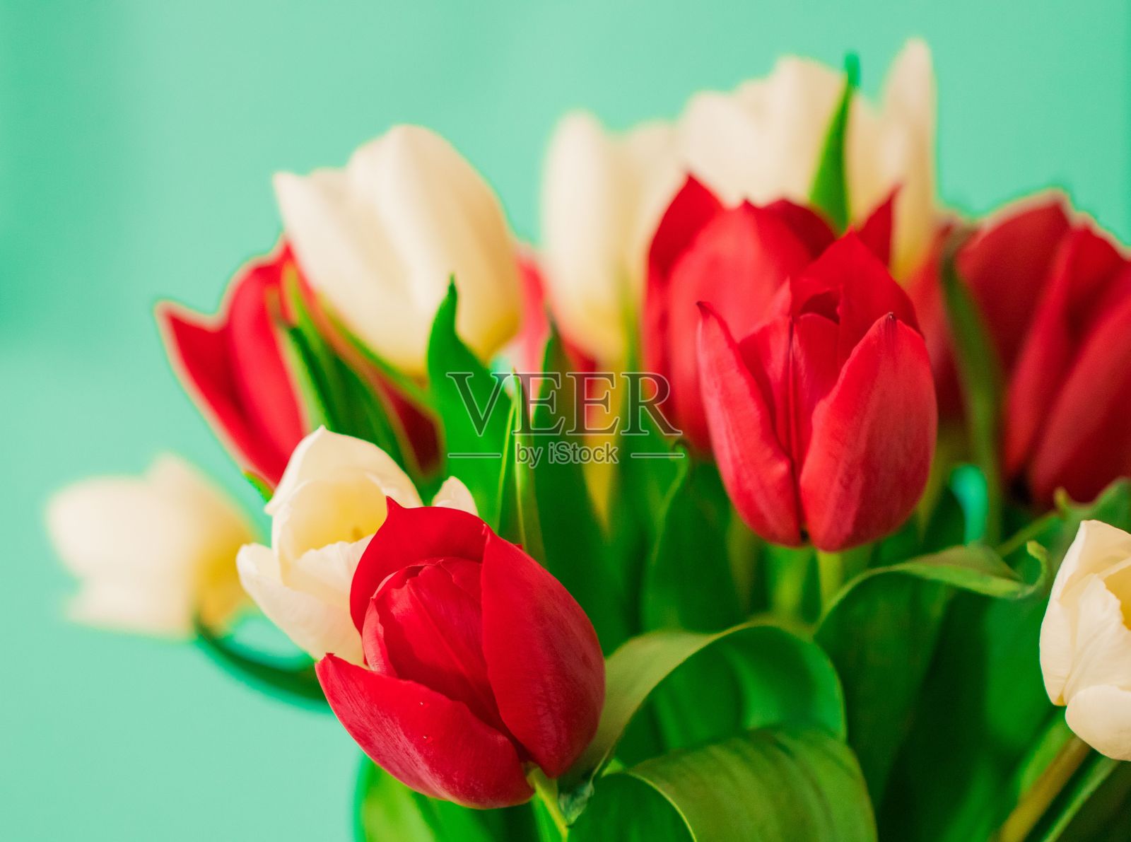 花瓶与白色和红色的郁金香花与郁郁葱葱的绿叶照片摄影图片