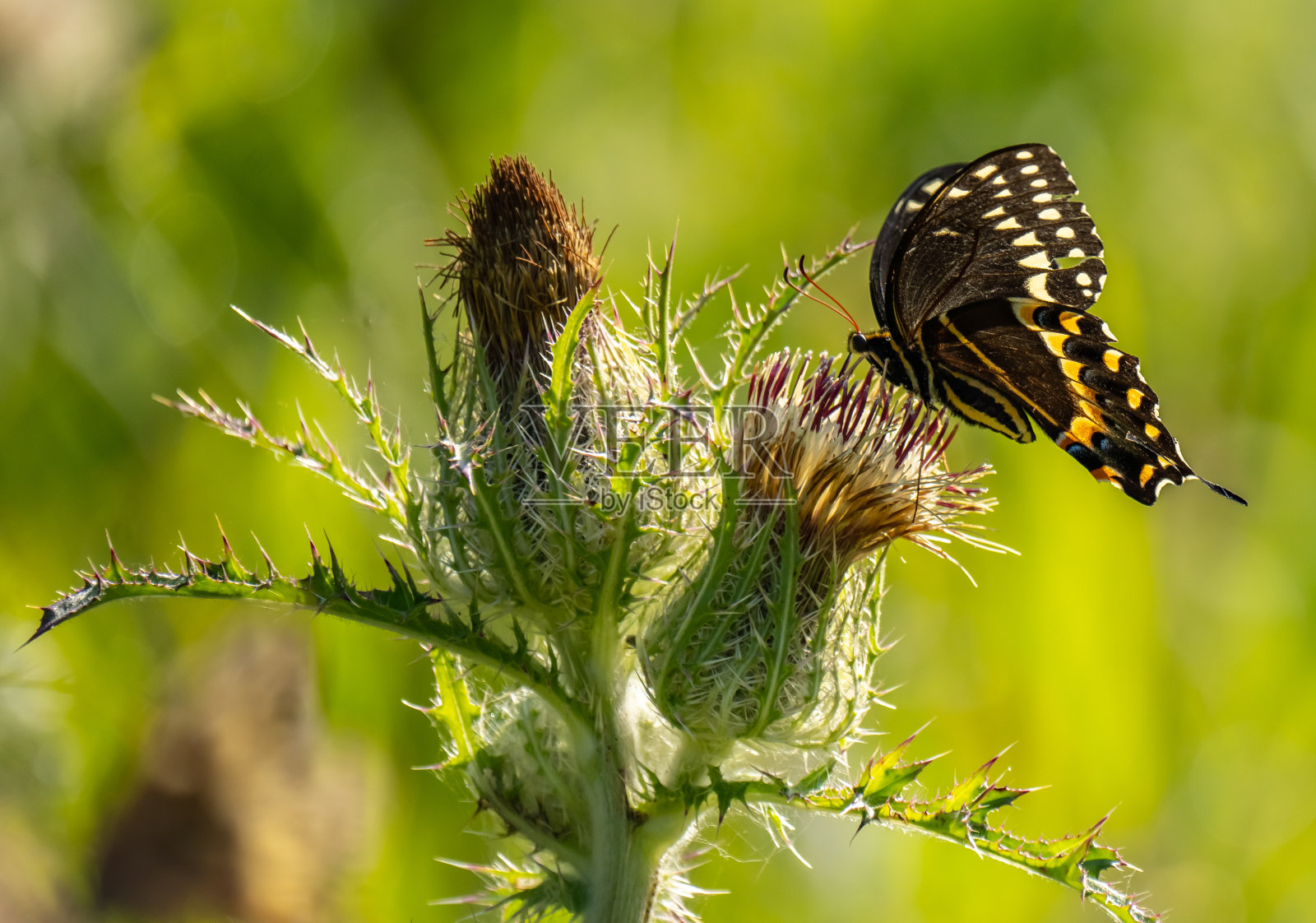 森林里的蝴蝶照片摄影图片