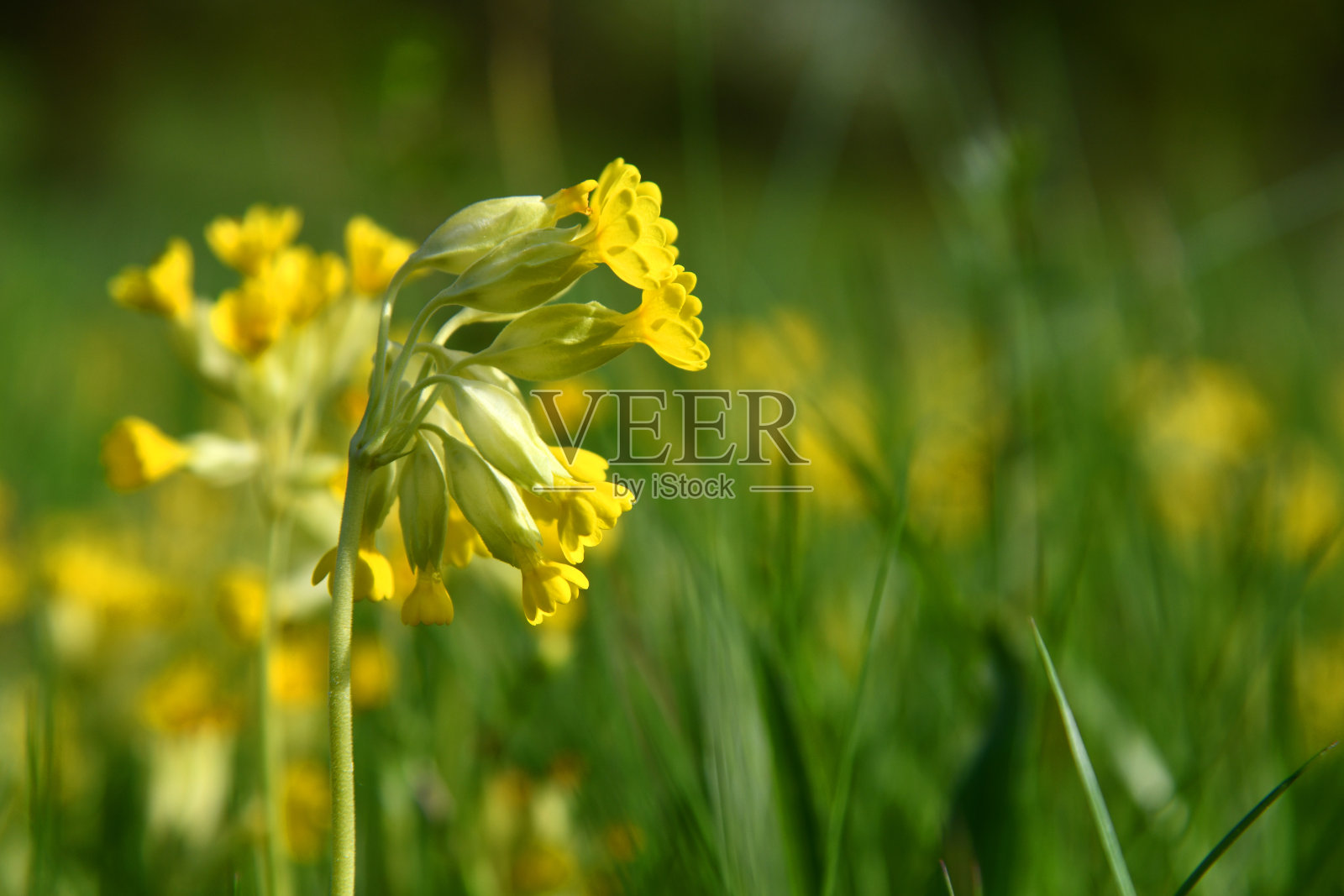 Echte Schlusselblume照片摄影图片