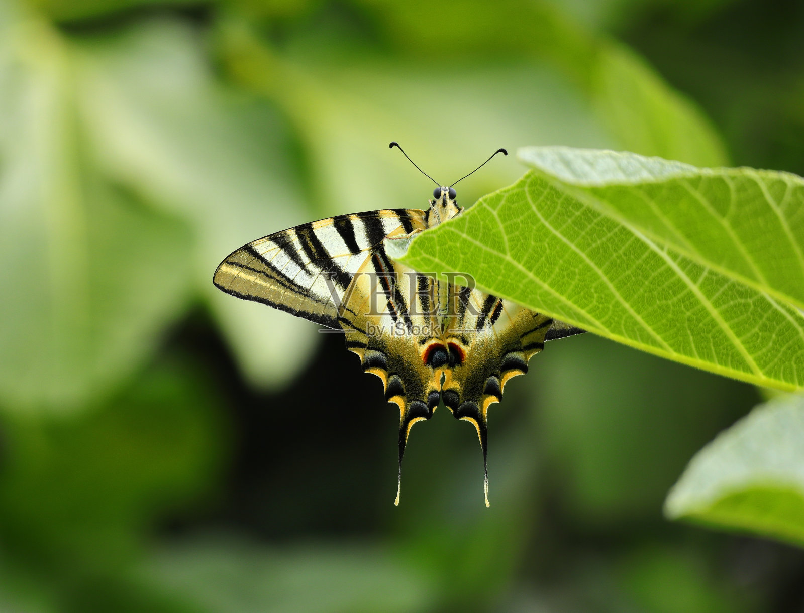 春天。双尾帕夏蝴蝶-无花果叶上的贾西斯。照片摄影图片