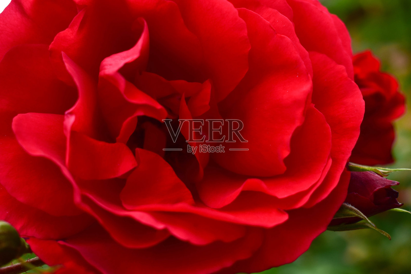 美丽的红玫瑰特写。微距花卉背景照片照片摄影图片