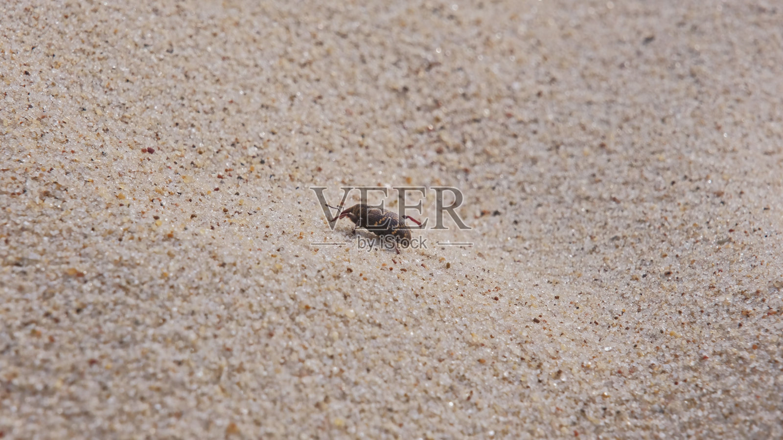 小象甲甲虫艰难地缓慢爬上沙滩沙丘照片摄影图片