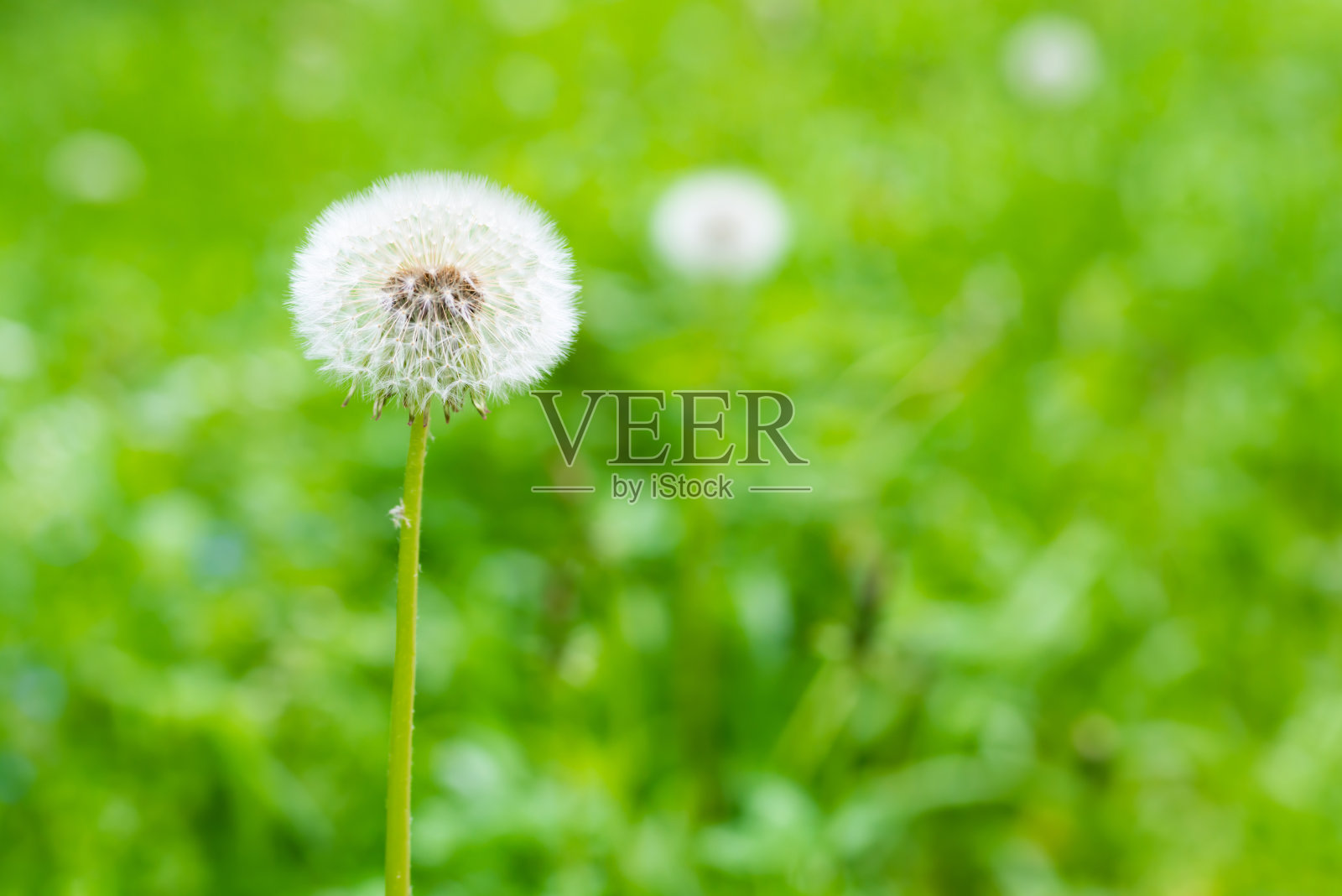 白色的蒲公英花照片摄影图片