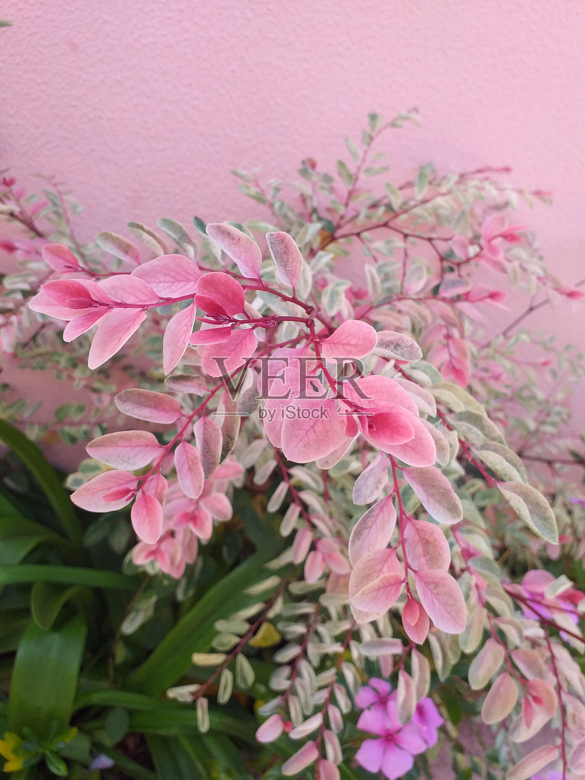 美丽的花朵照片摄影图片