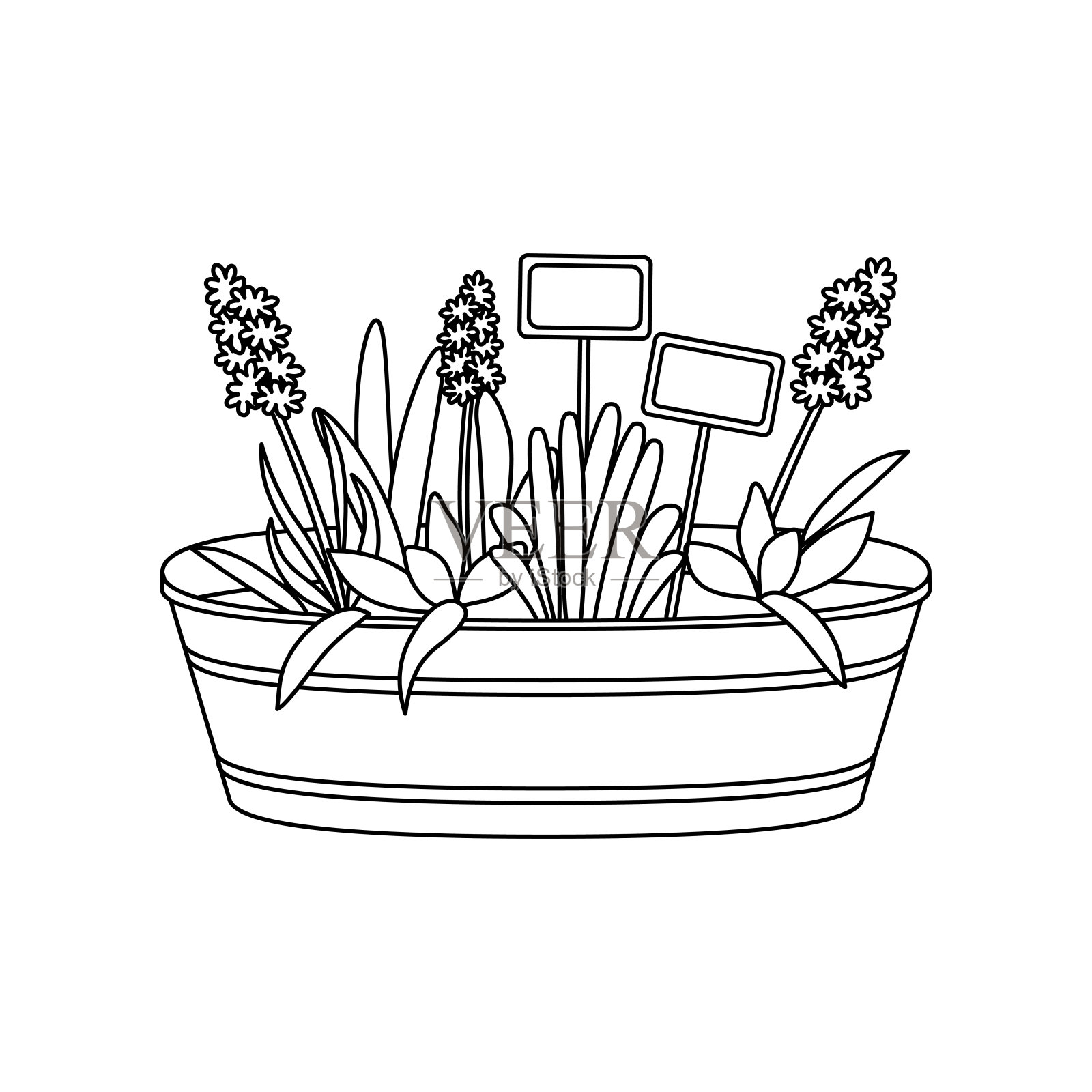 矢量插图的风信子花与木标志在锡罐。概述园艺绘图。插画图片素材