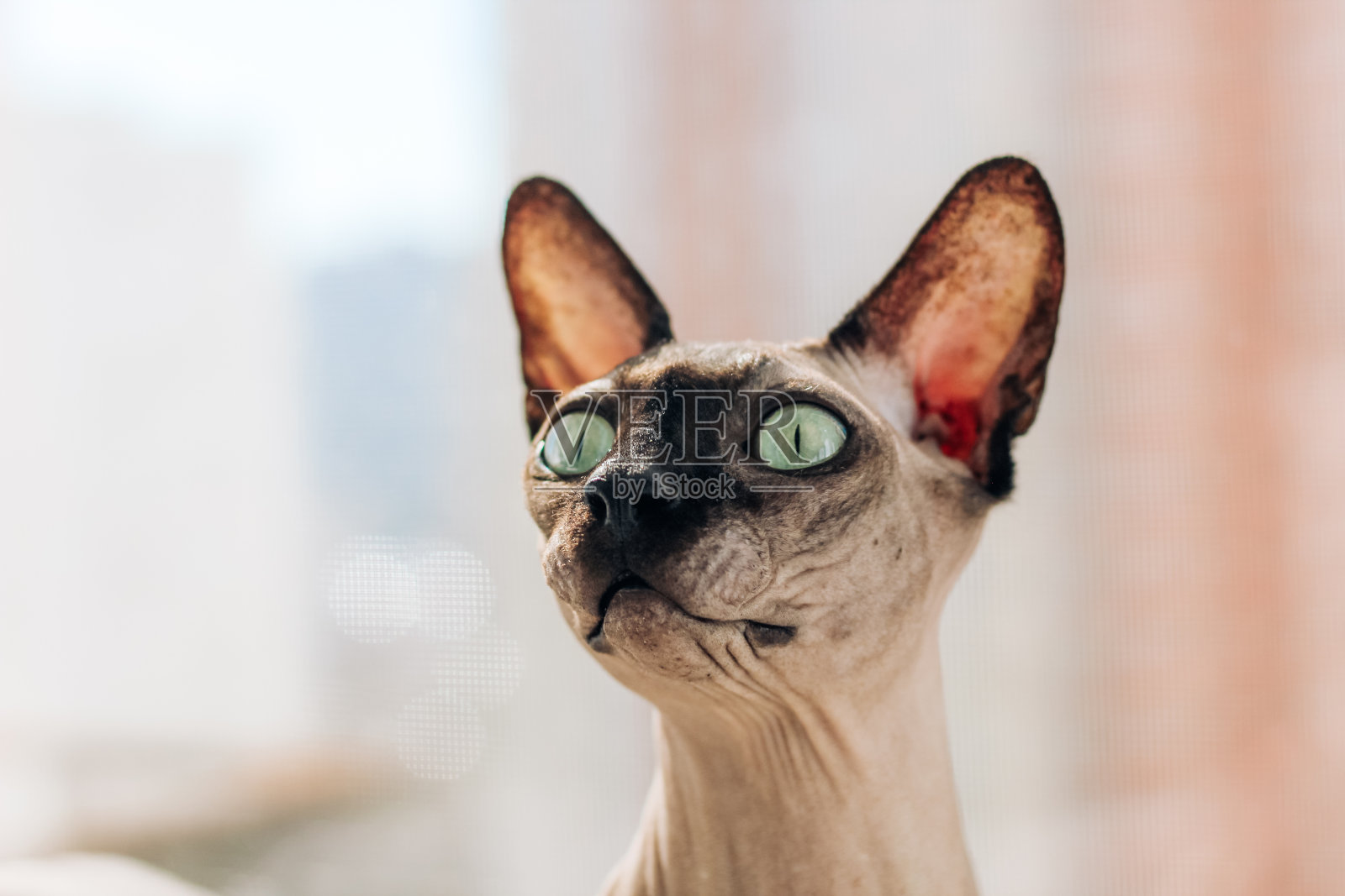 加拿大纯种秃猫斯芬克斯,无毛的皱毛宠物照片摄影图片