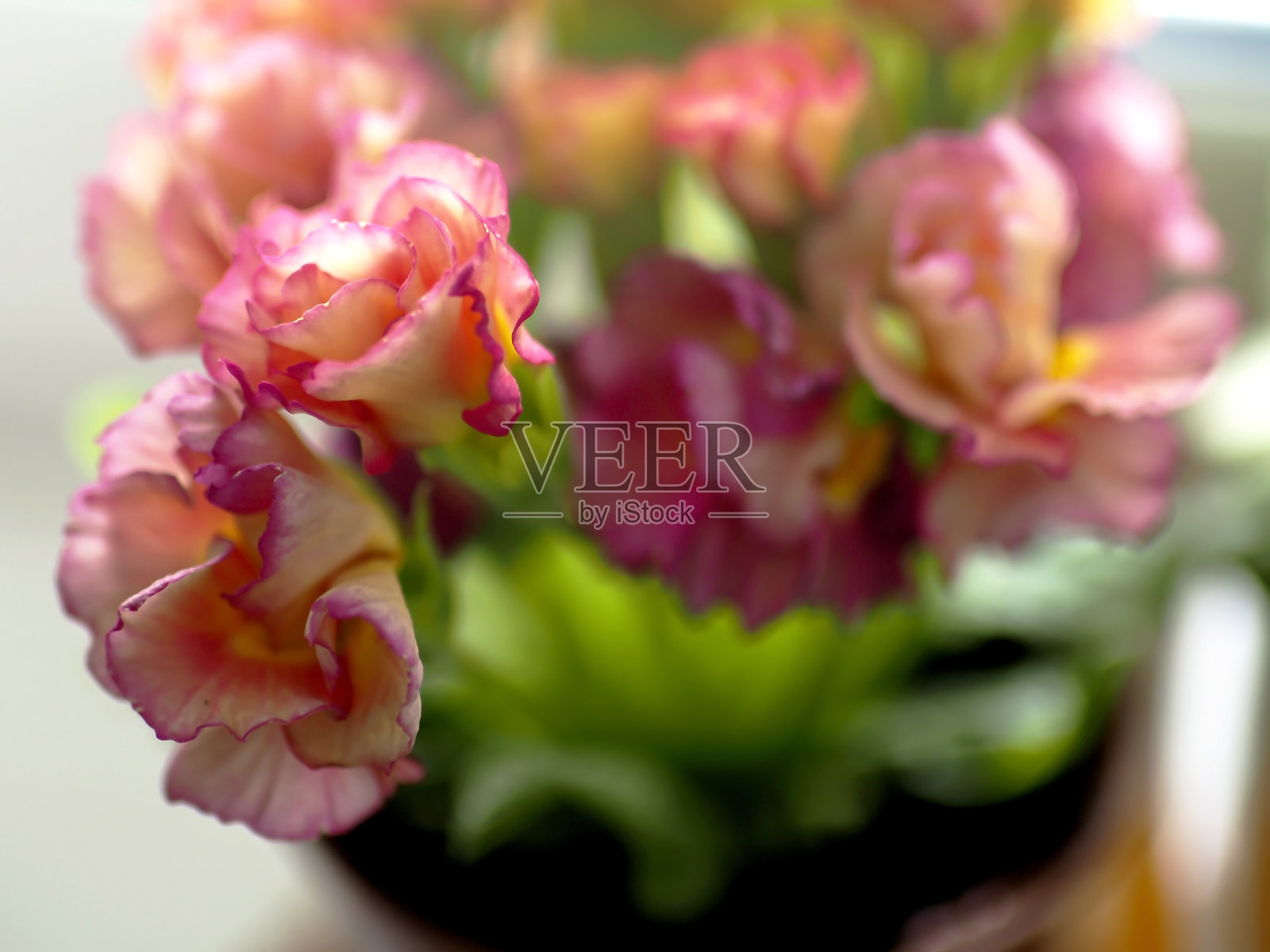 明亮、精致、美丽的粉红色樱草花照片摄影图片