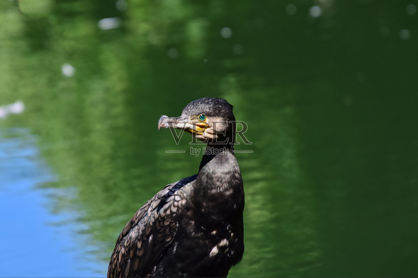 大鸬鹚(Phalacrocorax carbo)在一片绿树成荫的宁静水域附近照片摄影图片