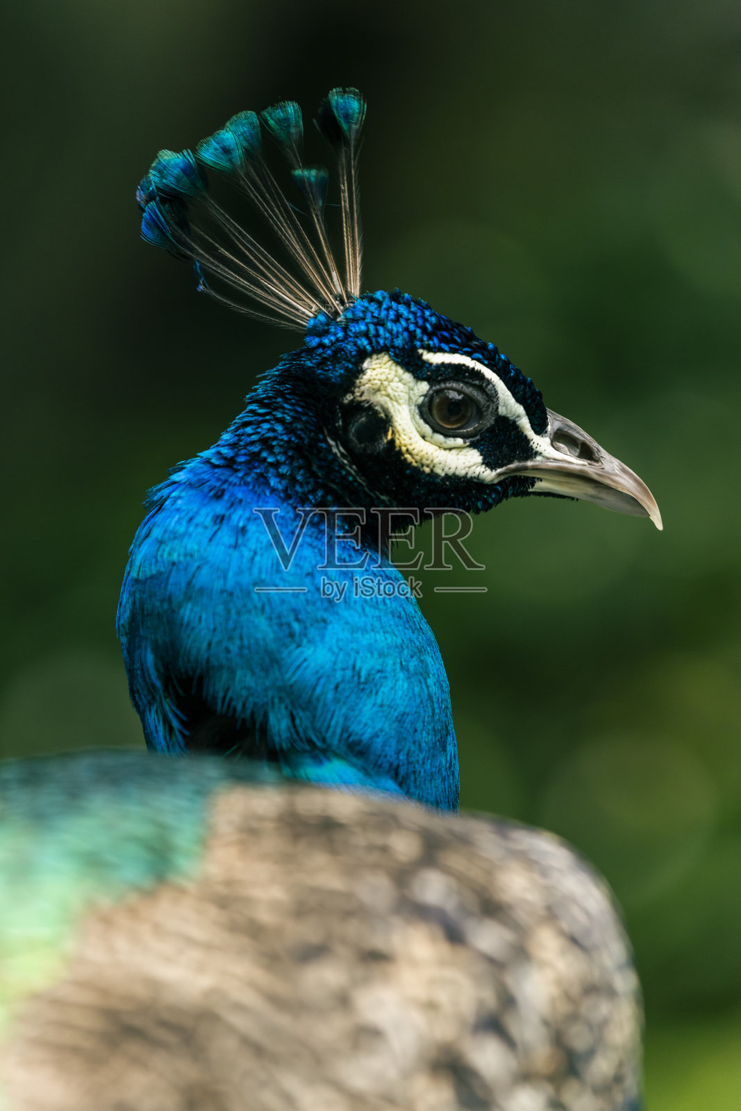 印度孔雀照片摄影图片