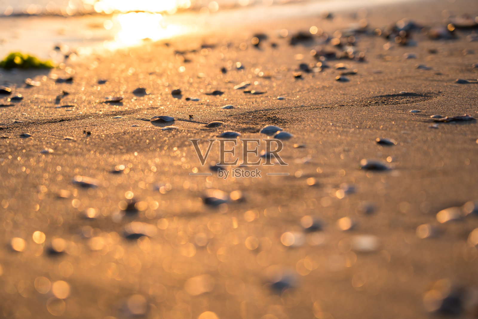 沙滩上的贝壳照片摄影图片