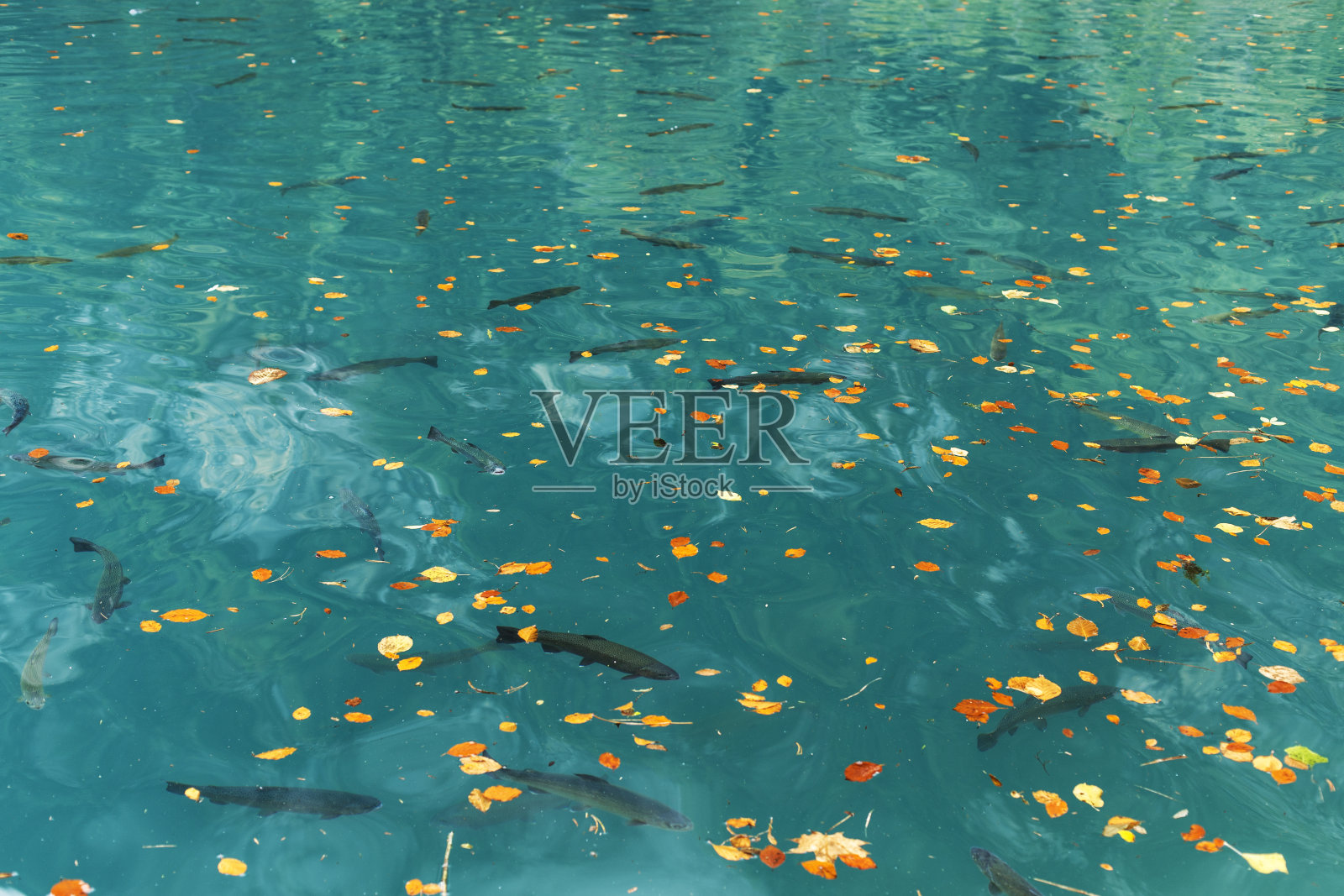 瑞士的湖泊照片摄影图片