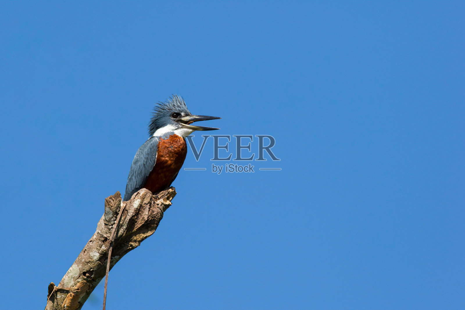 翠鸟在它的自然栖息地栖息在一根光秃秃的树枝上照片摄影图片