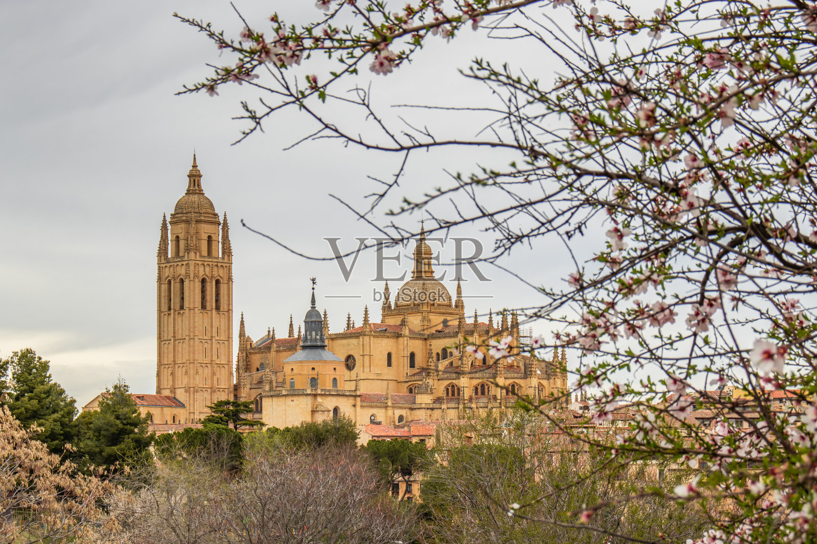 塞戈维亚晚期哥特式大教堂,在一棵盛开的树后面照片摄影图片