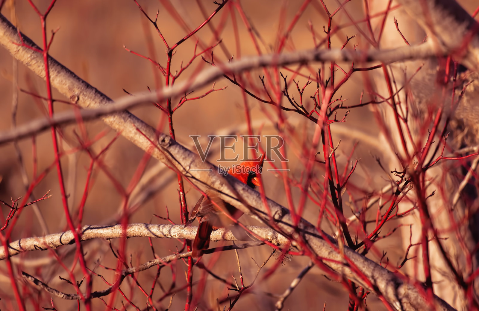 黄金时刻的北方红衣主教照片摄影图片