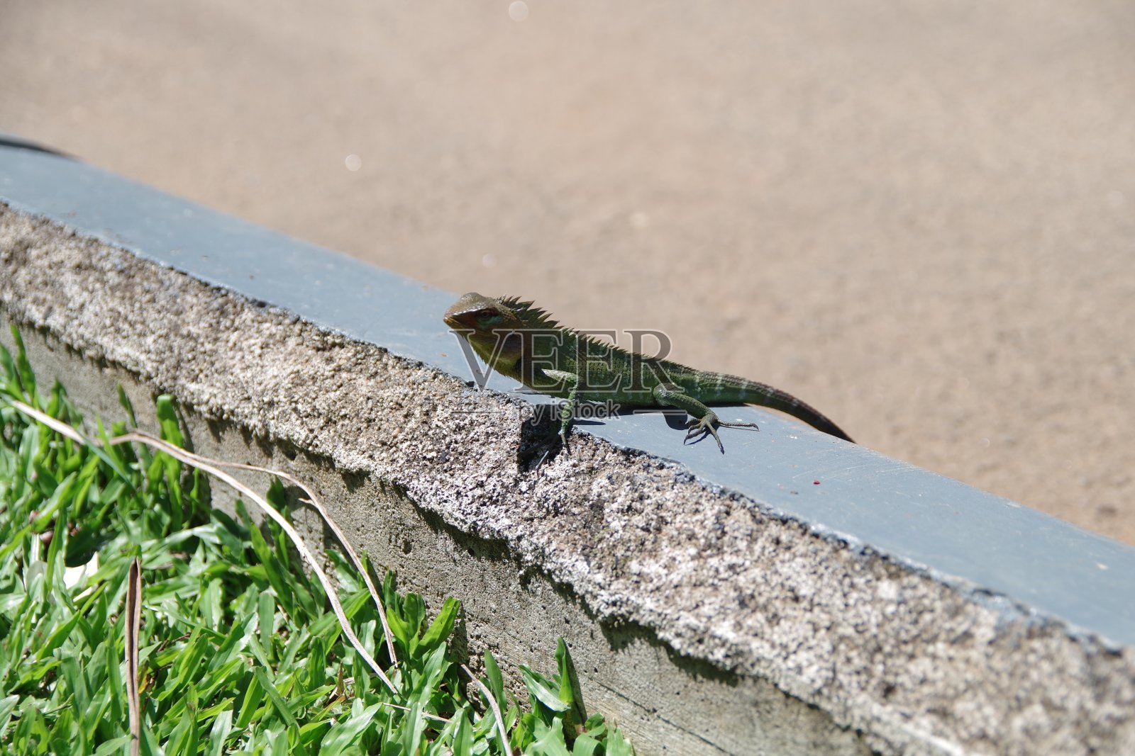 斯里兰卡的蜥蜴照片摄影图片