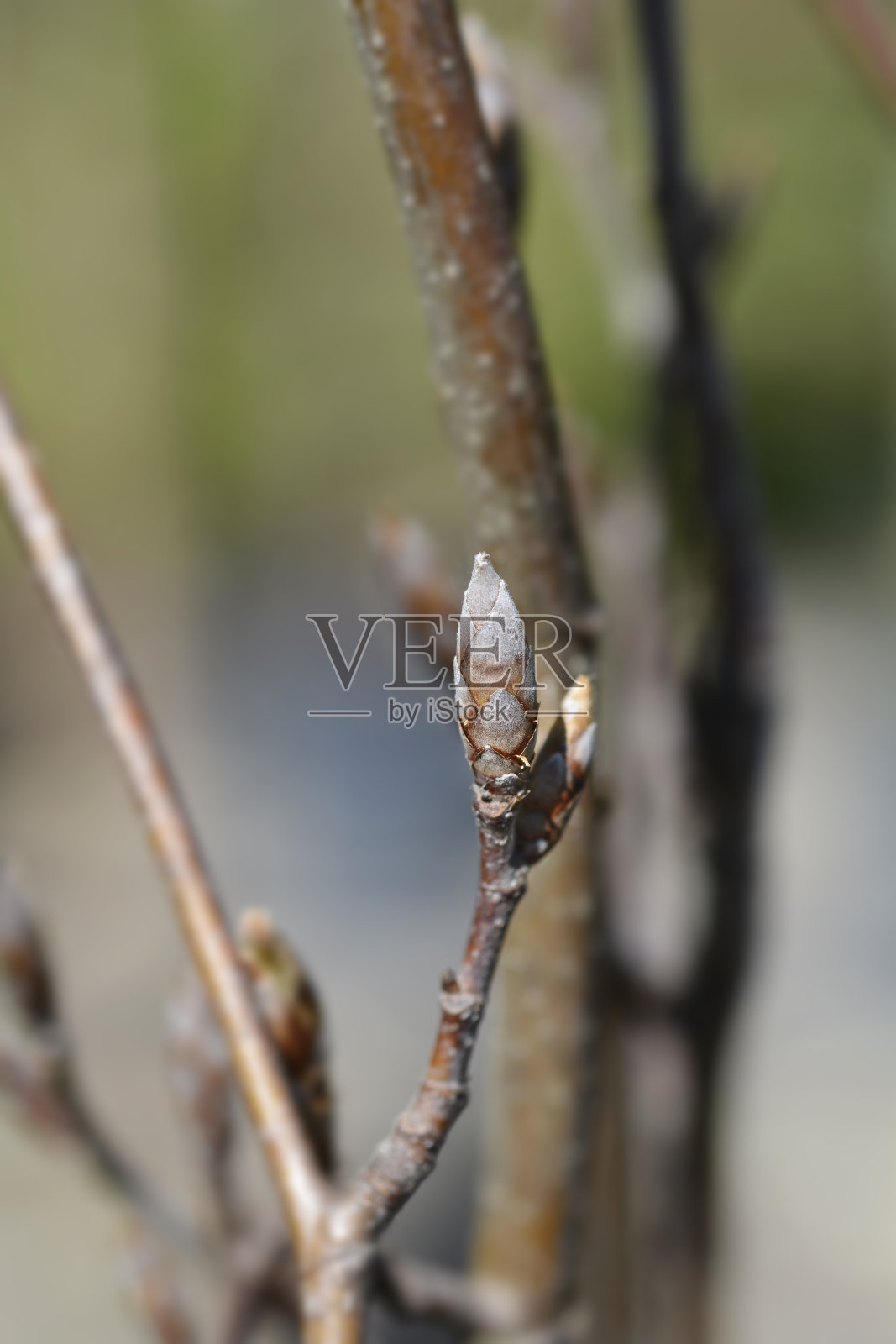 比奇·道维克·金照片摄影图片