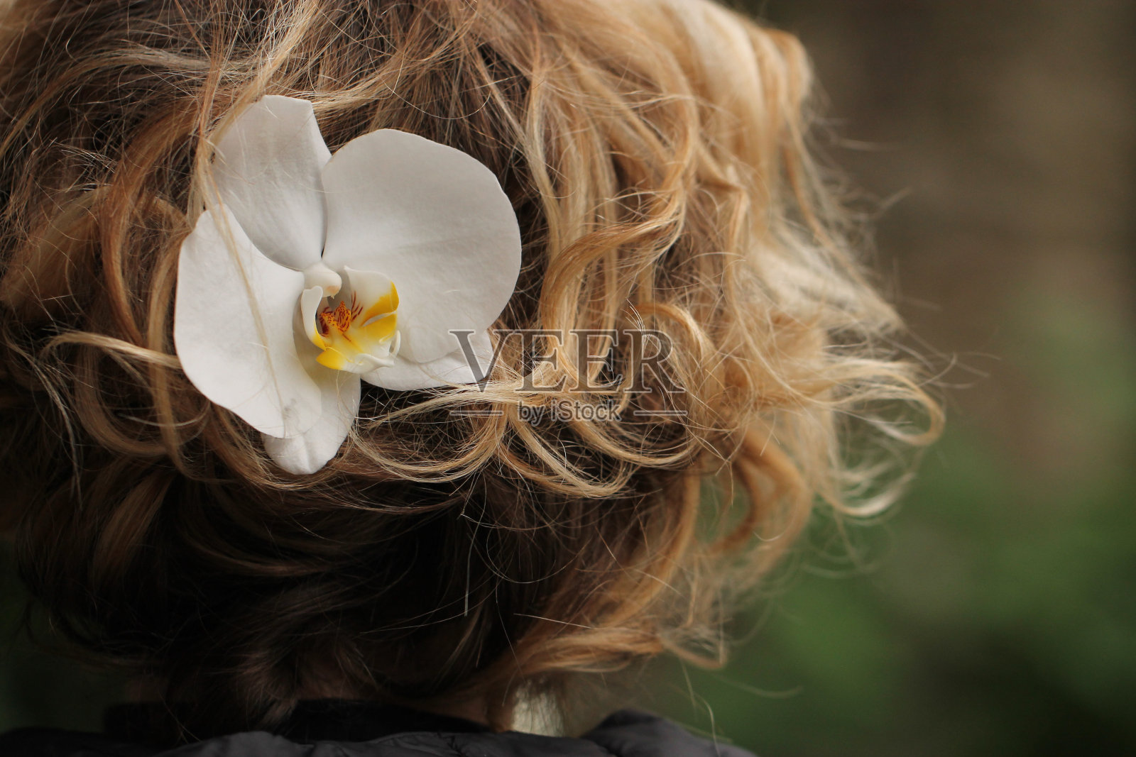 兰花照片摄影图片