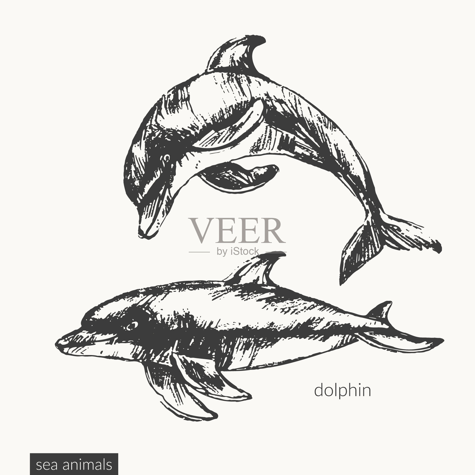 矢量海洋动物插图插画图片素材