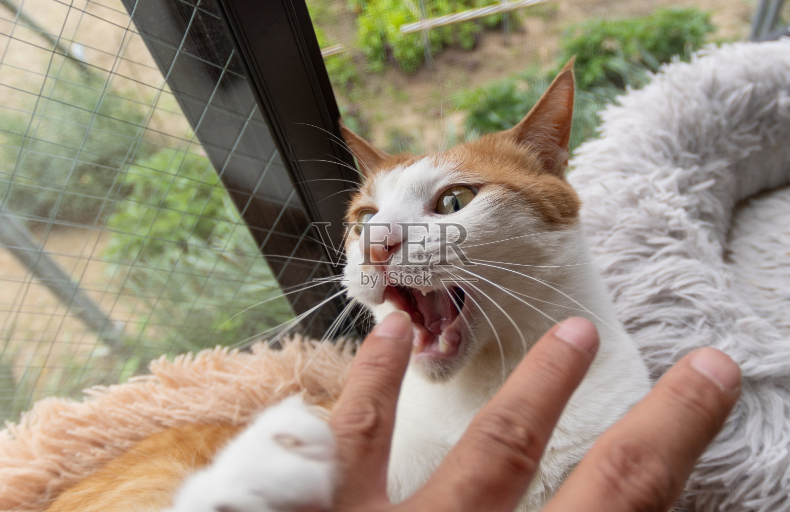 咬猫手照片摄影图片